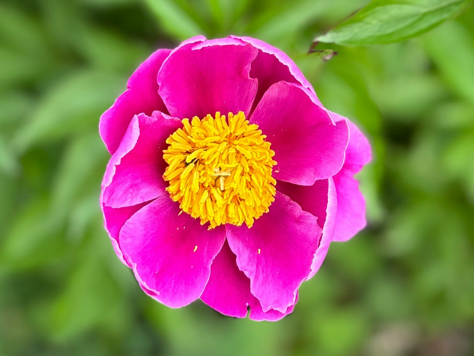 Petali di fiore rosa vivaci con un centro giallo