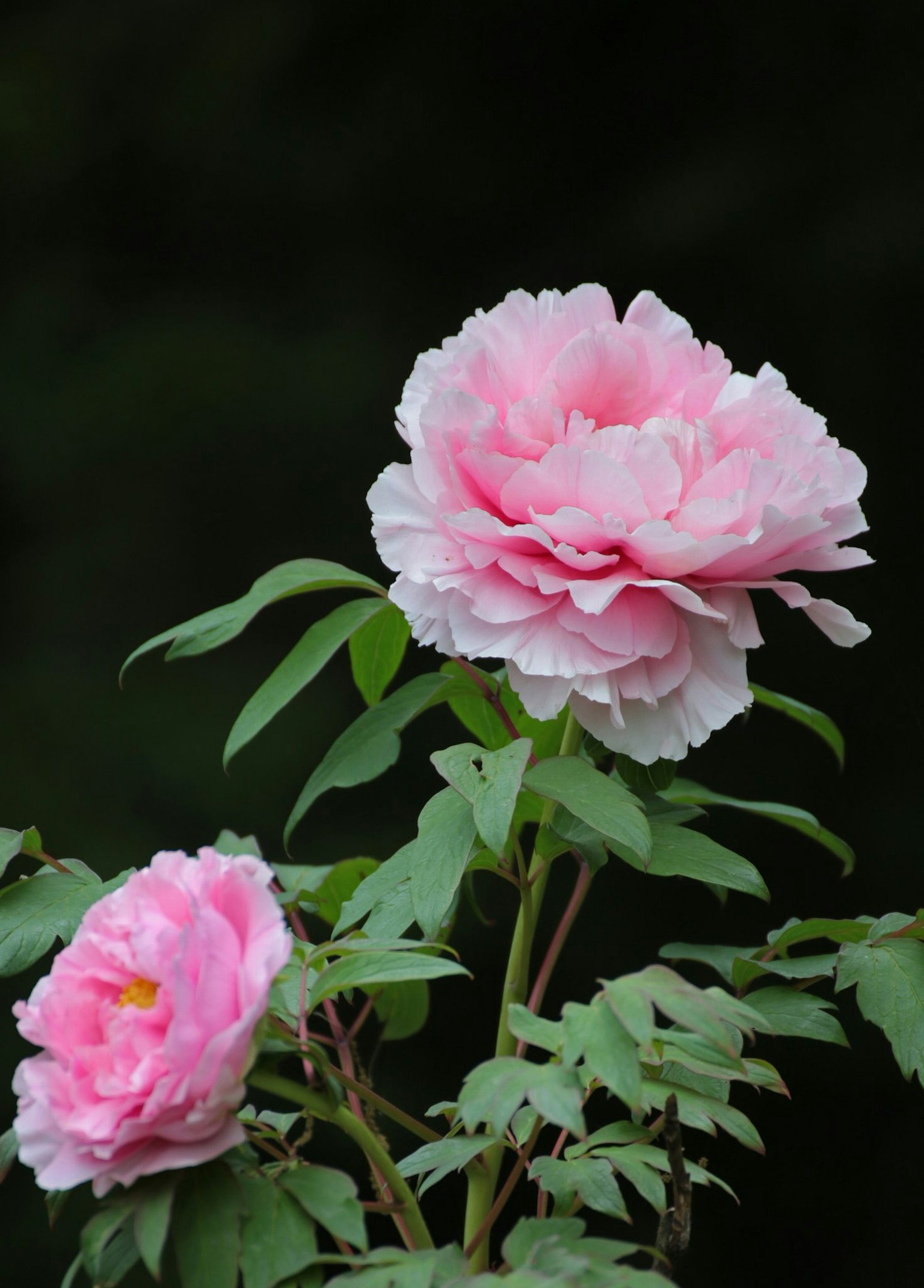 Soft pink peony flowers blooming among green leaves