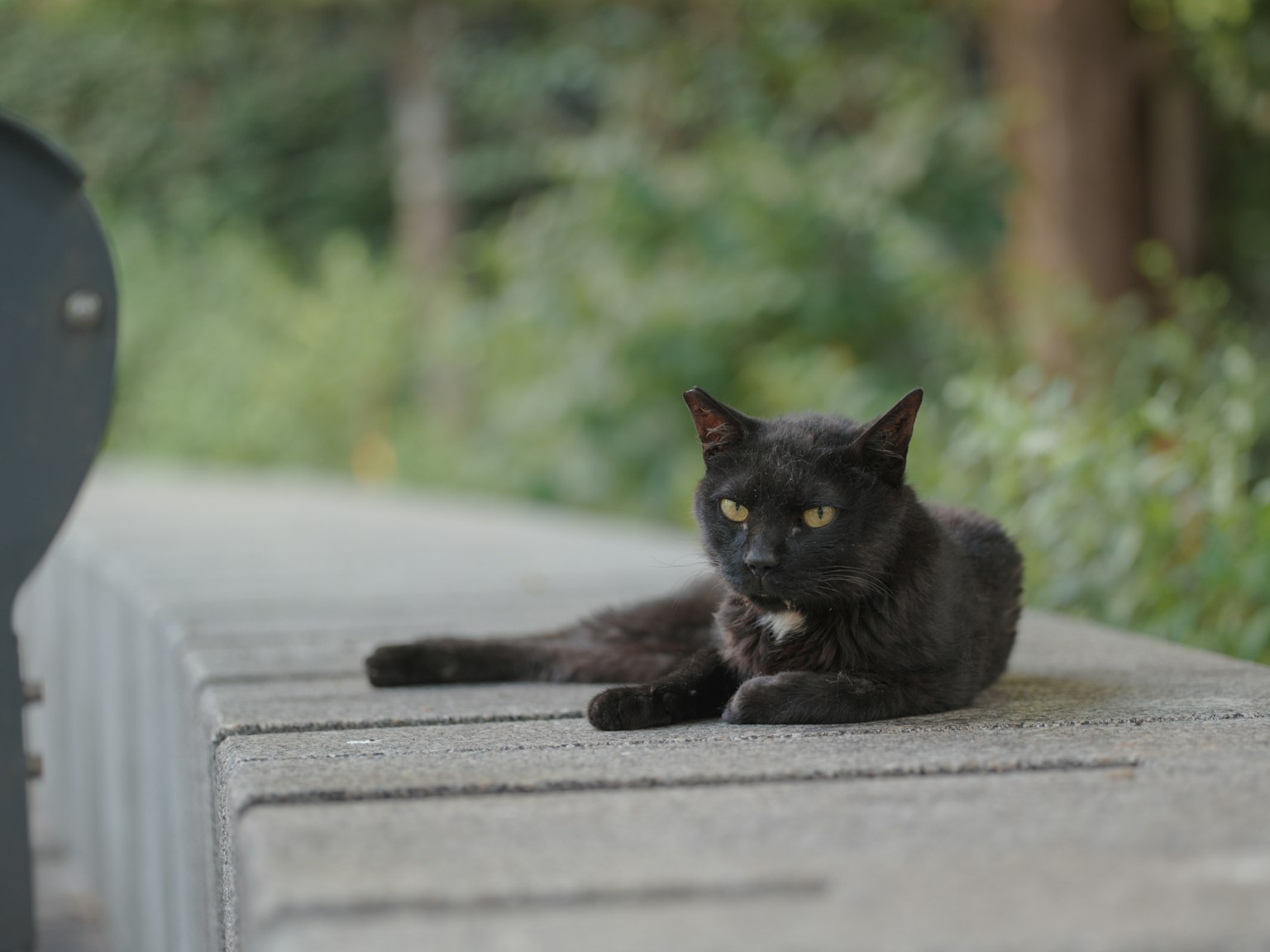 一只黑猫躺在混凝土长椅上，背景是绿色植物