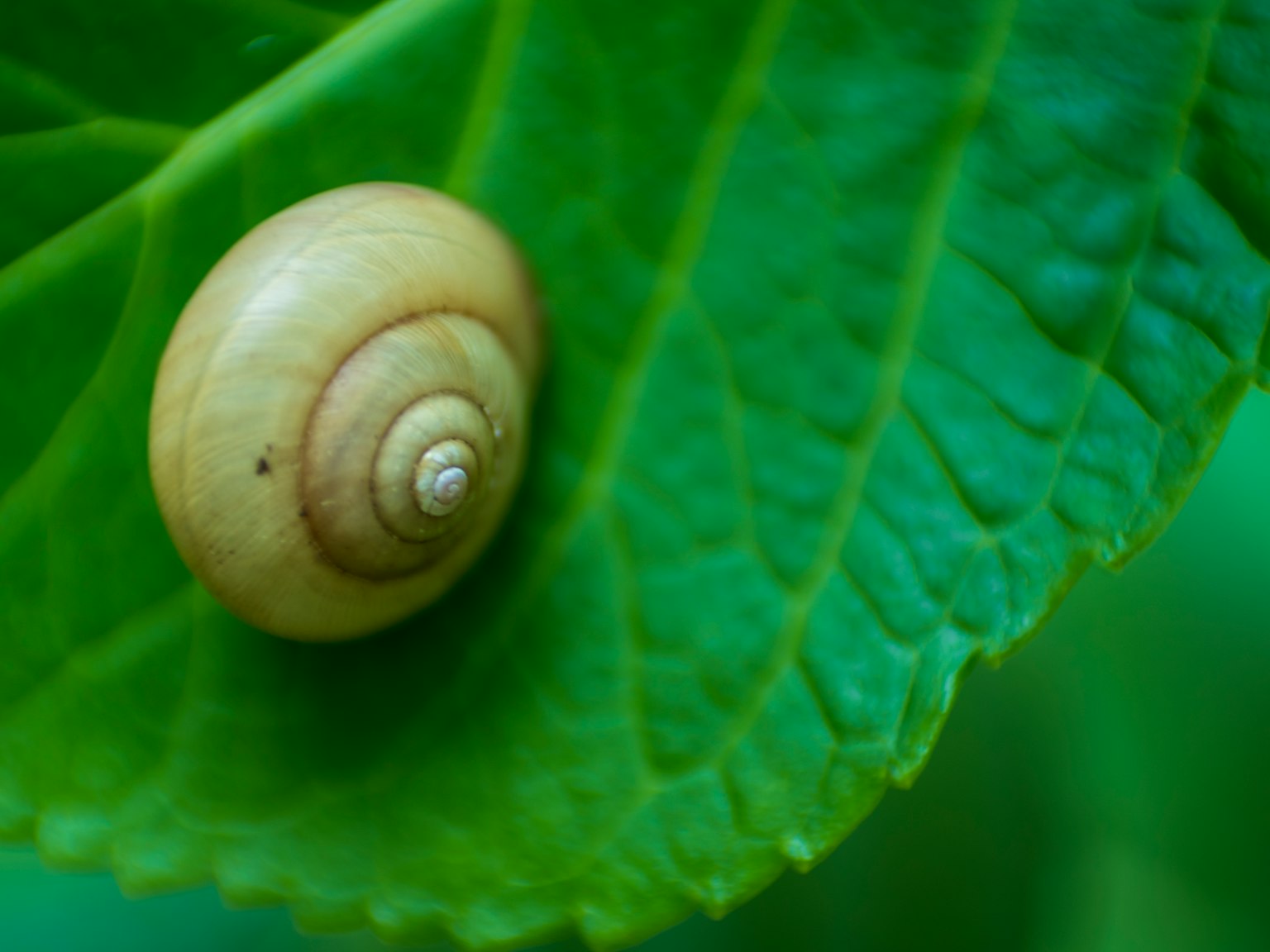 Un petit escargot sur une feuille verte