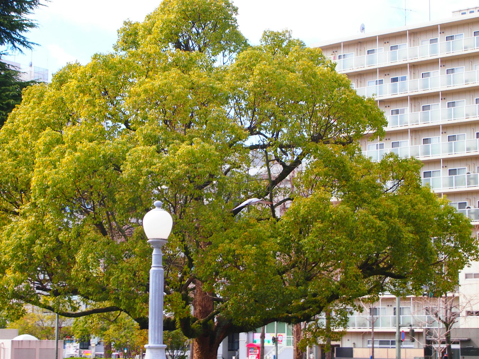 Large tree with lush green leaves beside a street lamp in an urban setting