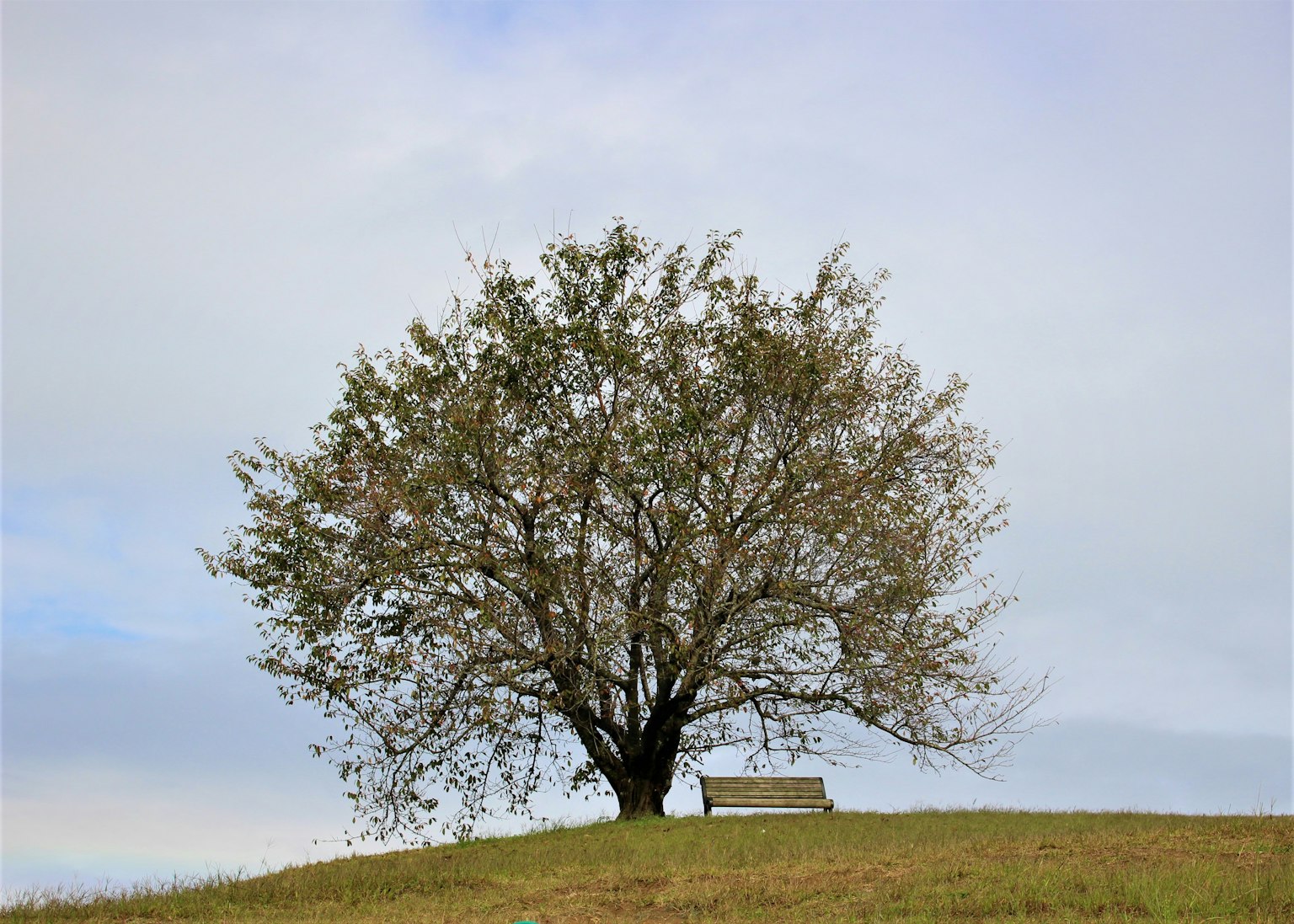 Un gran árbol en una colina verde con un banco debajo