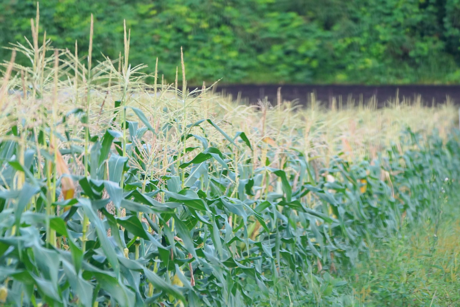 Side view of a cornfield surrounded by green foliage