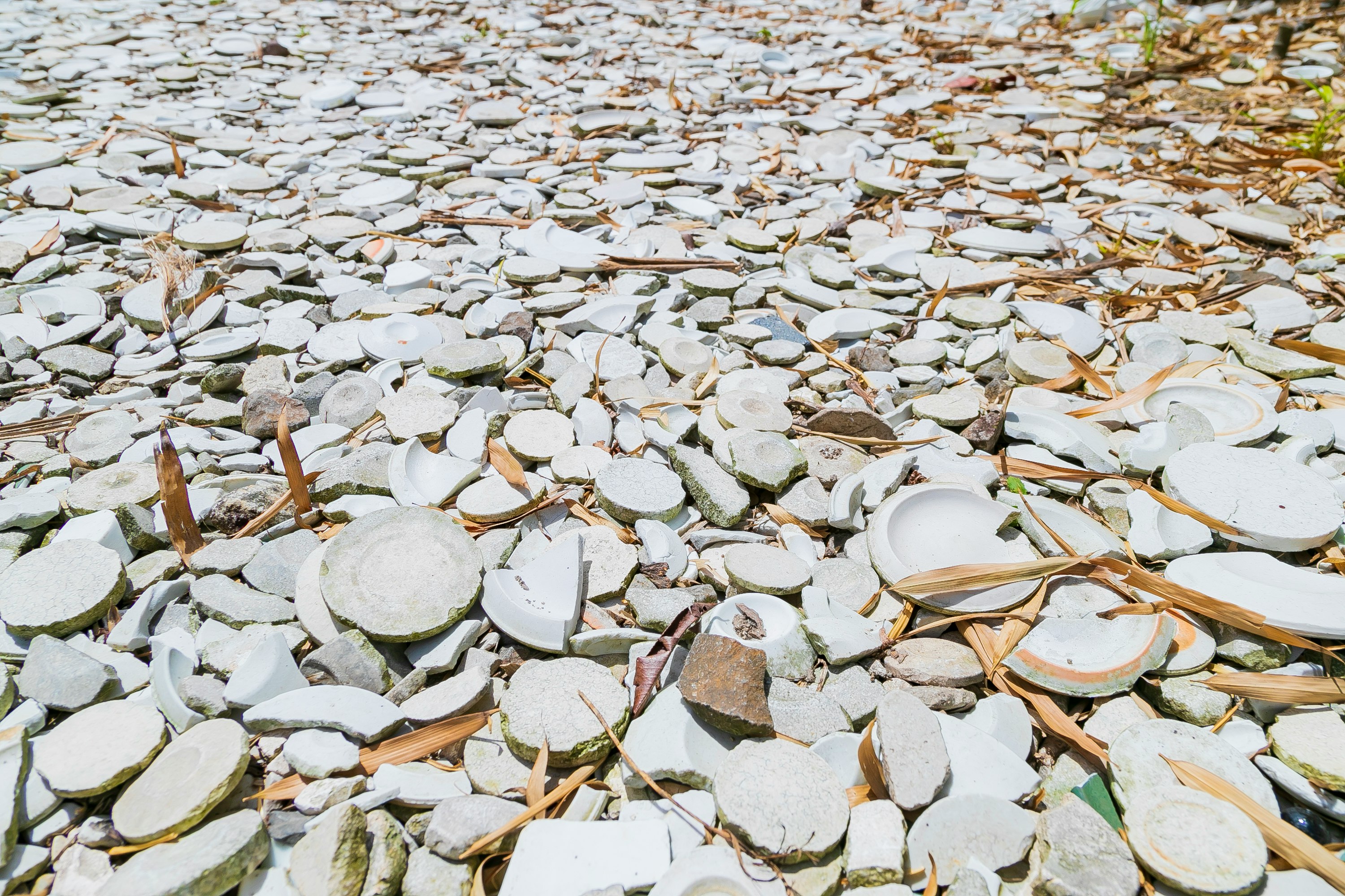 conchas blancas y piedras esparcidas sobre la arena de la playa