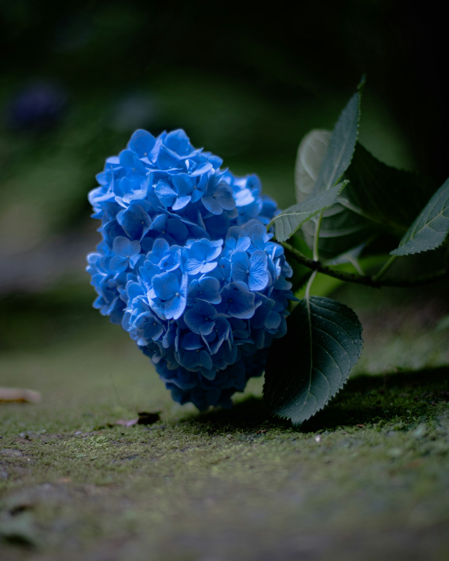 青い紫陽花の花が地面に横たわっている