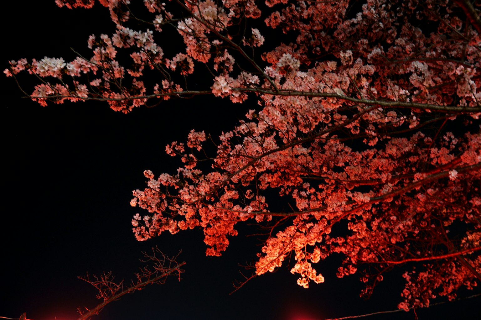 Fiori di ciliegio illuminati da luci rosse contro un cielo scuro