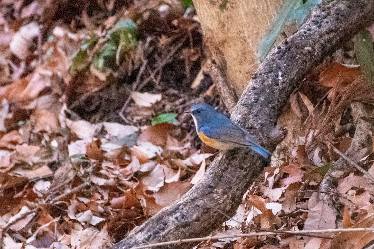 Ein blauer Vogel, der auf einem Ast zwischen gefallenen Blättern in einer Waldumgebung sitzt