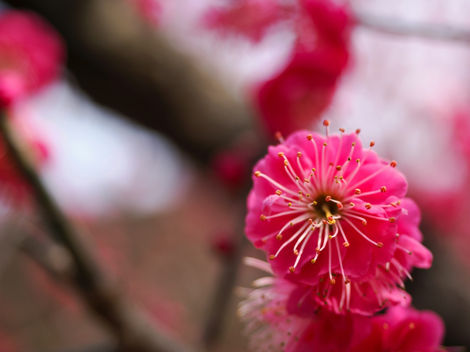 Primo piano di un fiore rosa vibrante su un albero di prugne