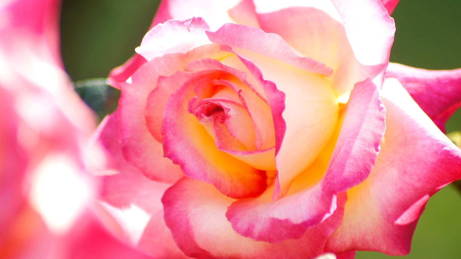 Acercamiento a una hermosa rosa rosa y crema