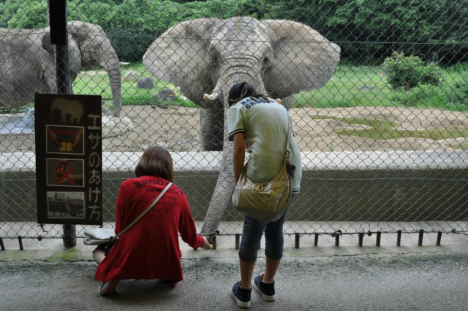 Dos personas interactuando con un elefante en un zoológico detrás de una cerca
