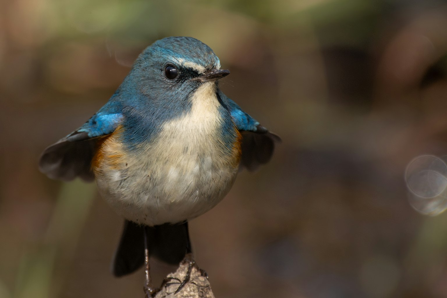 Un piccolo uccello con piume blu appollaiato su un ramo