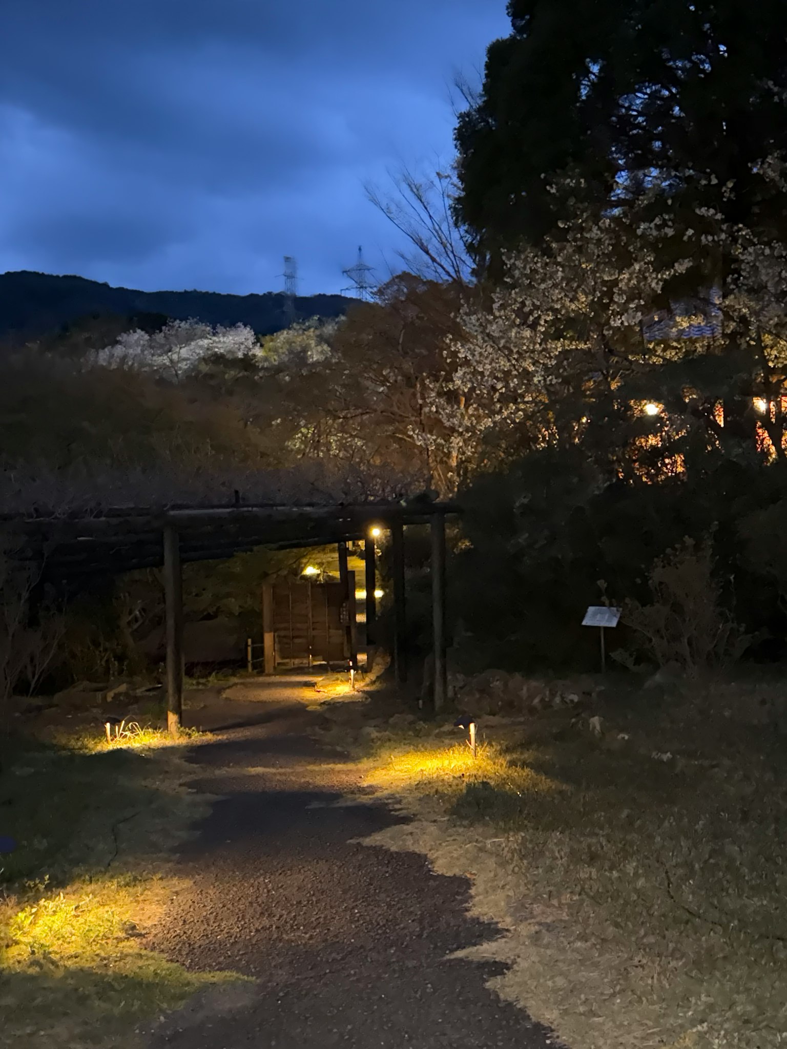 Pathway in a park illuminated at night with cherry blossom trees