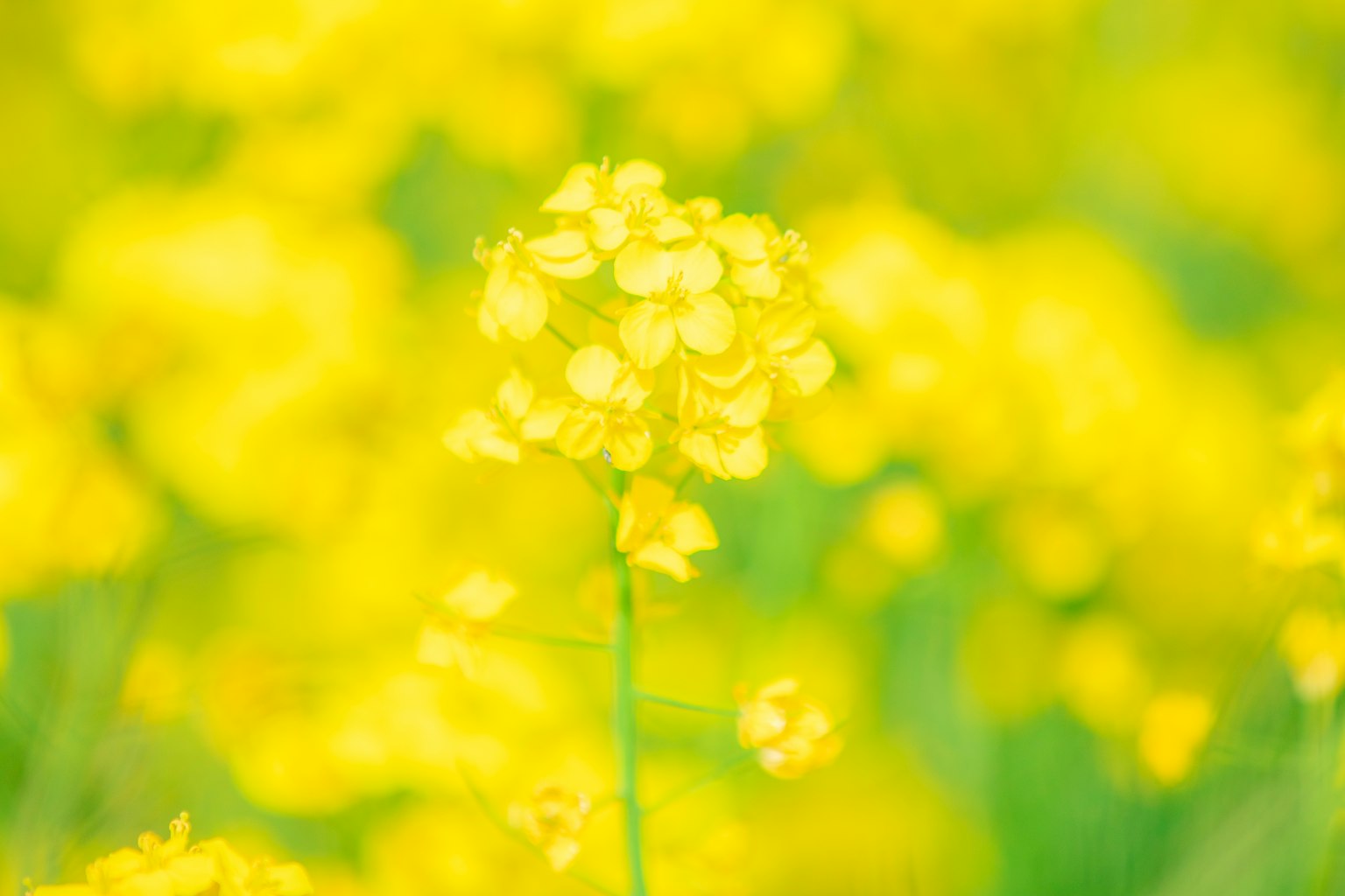 模糊背景的明亮黃色花田