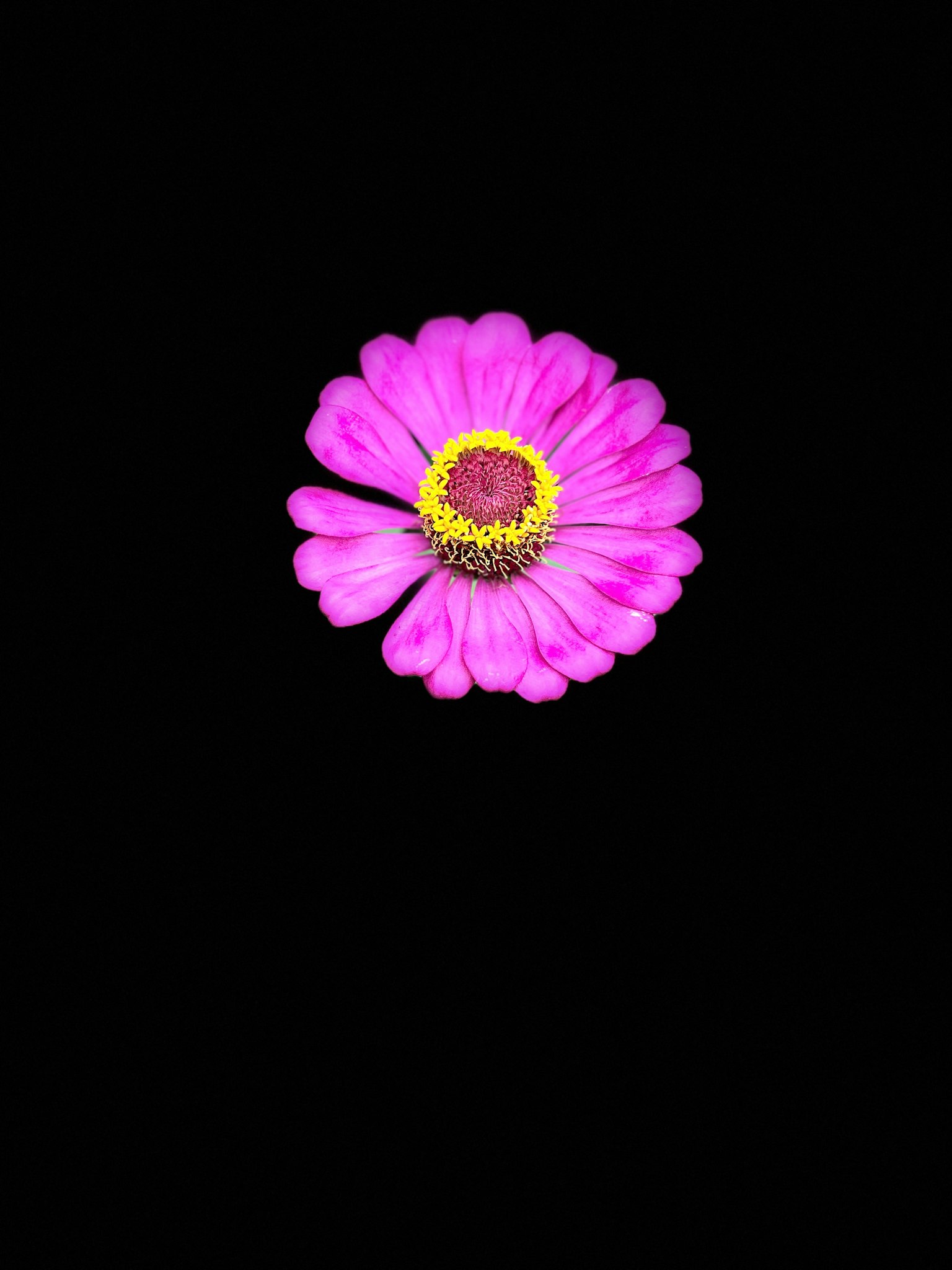 鲜艳的粉色花朵在黑色背景上