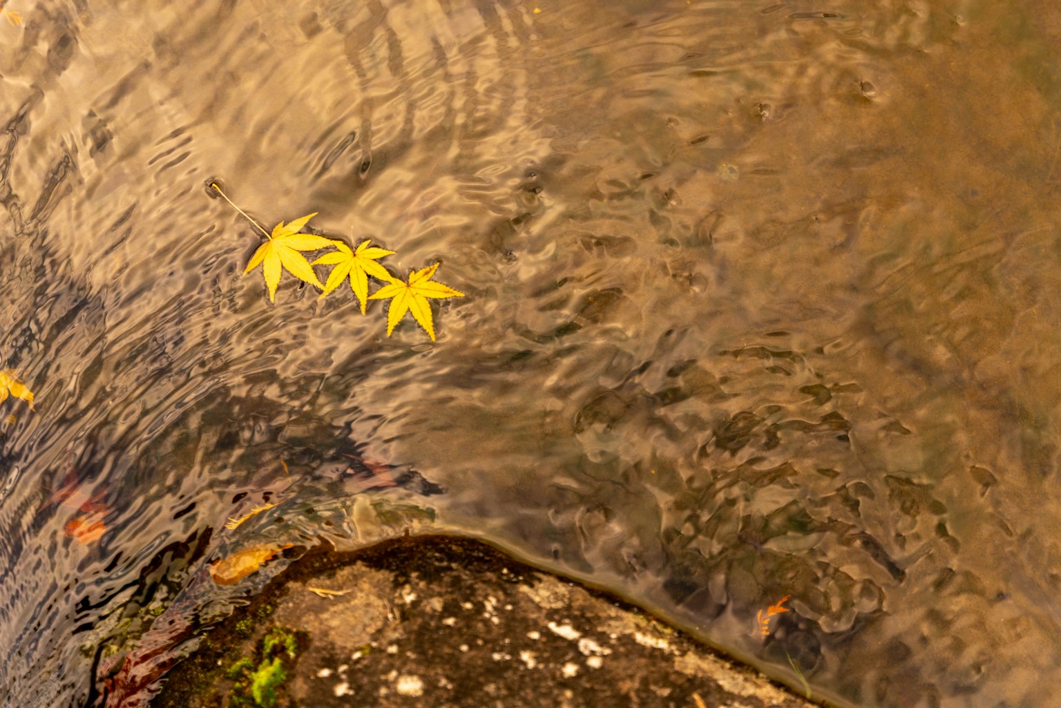 Yellow leaves floating on water with a stone edge