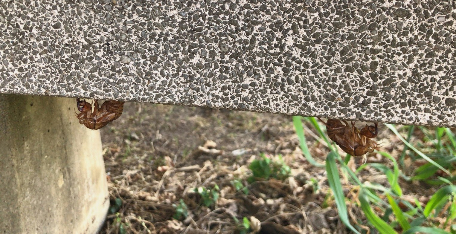 コンクリート壁の下で土に伸びる草と小さな虫