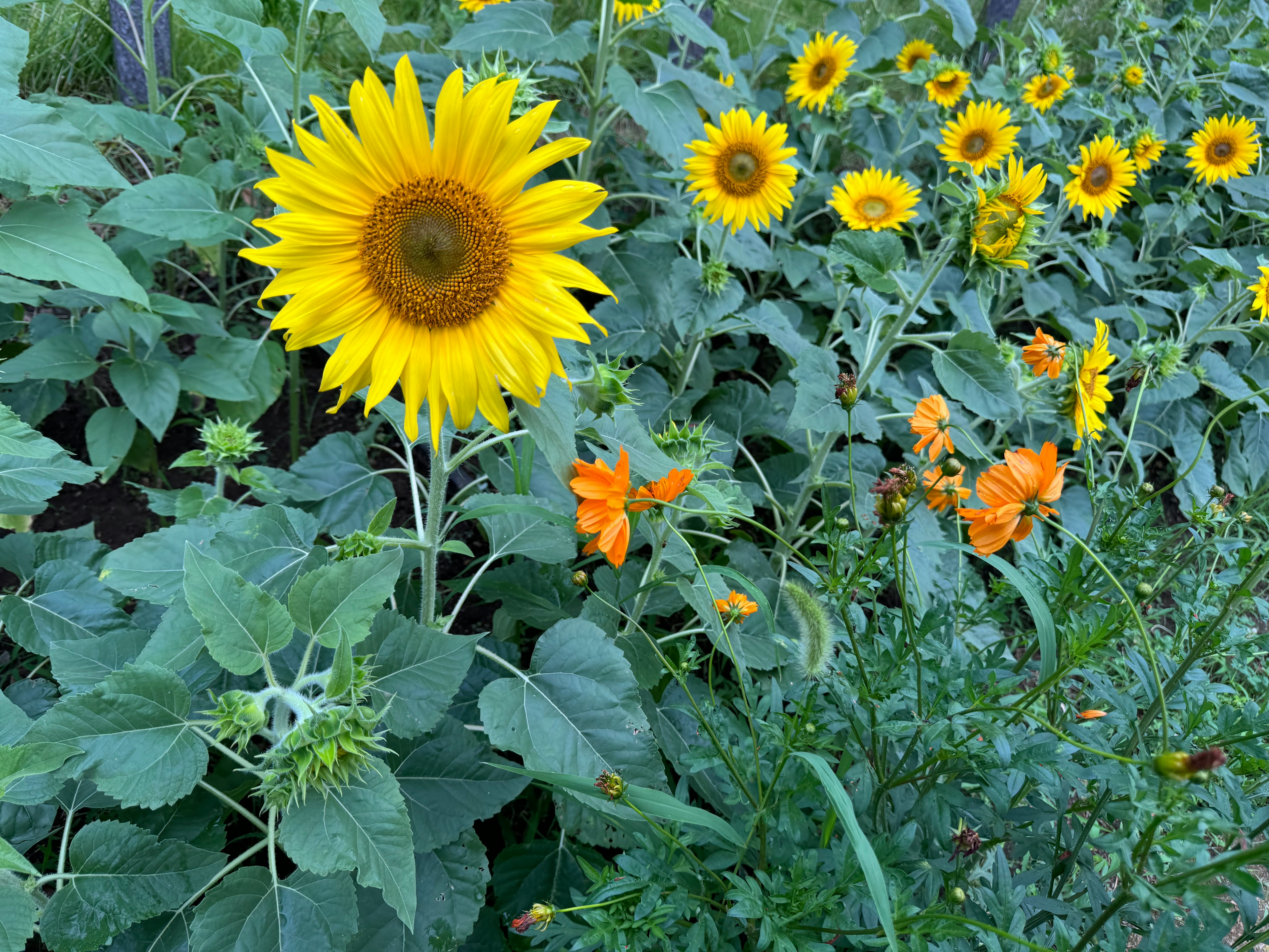 ひまわり畑の花と葉の群生
