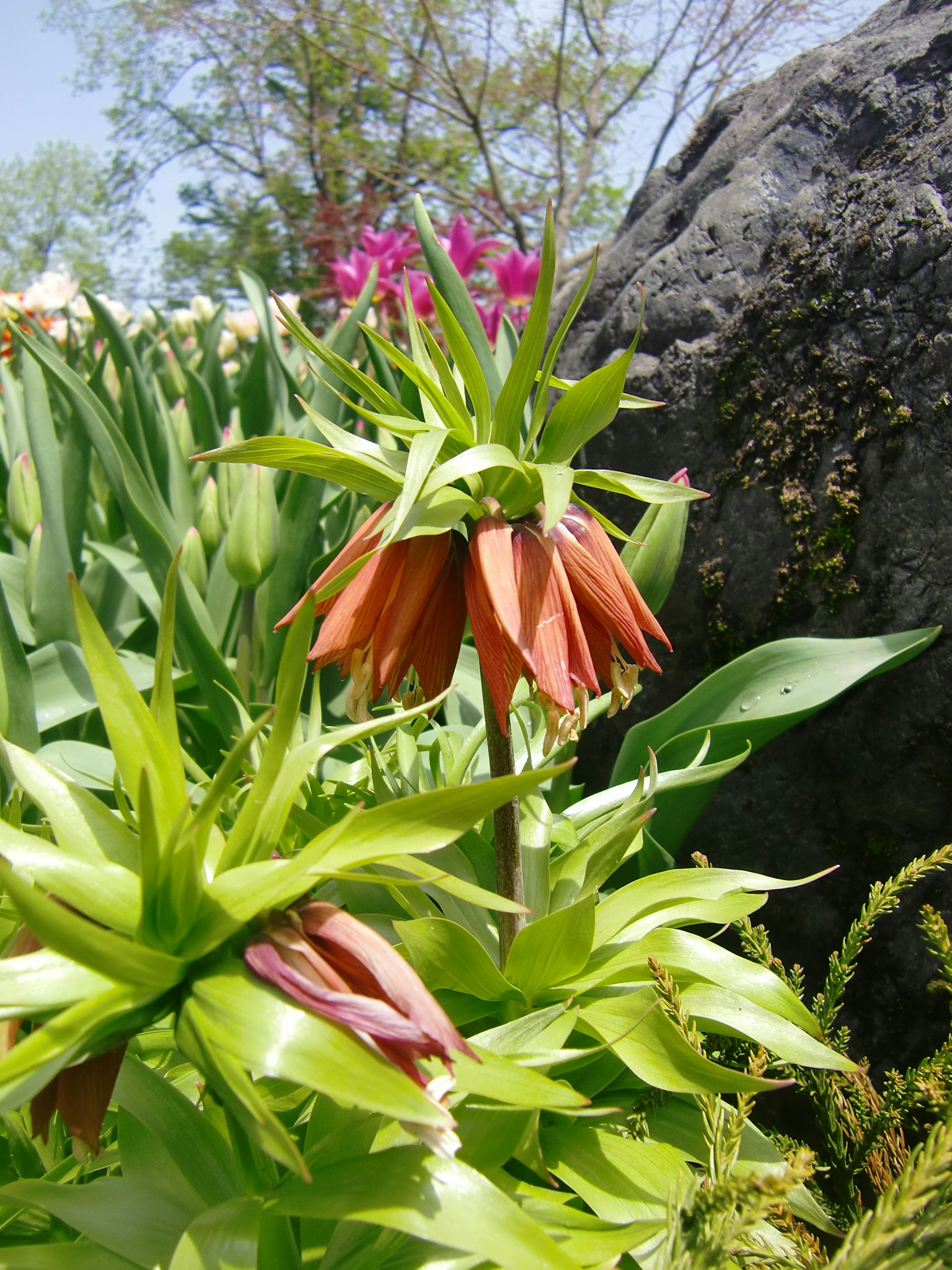Des fleurs orange épanouies parmi des feuilles vertes luxuriantes et d'autres fleurs colorées