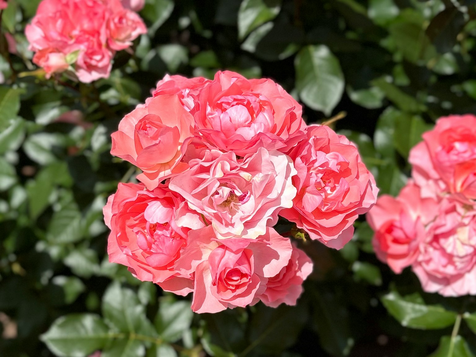 Un vivace bouquet di rose rosa che fioriscono tra foglie verdi