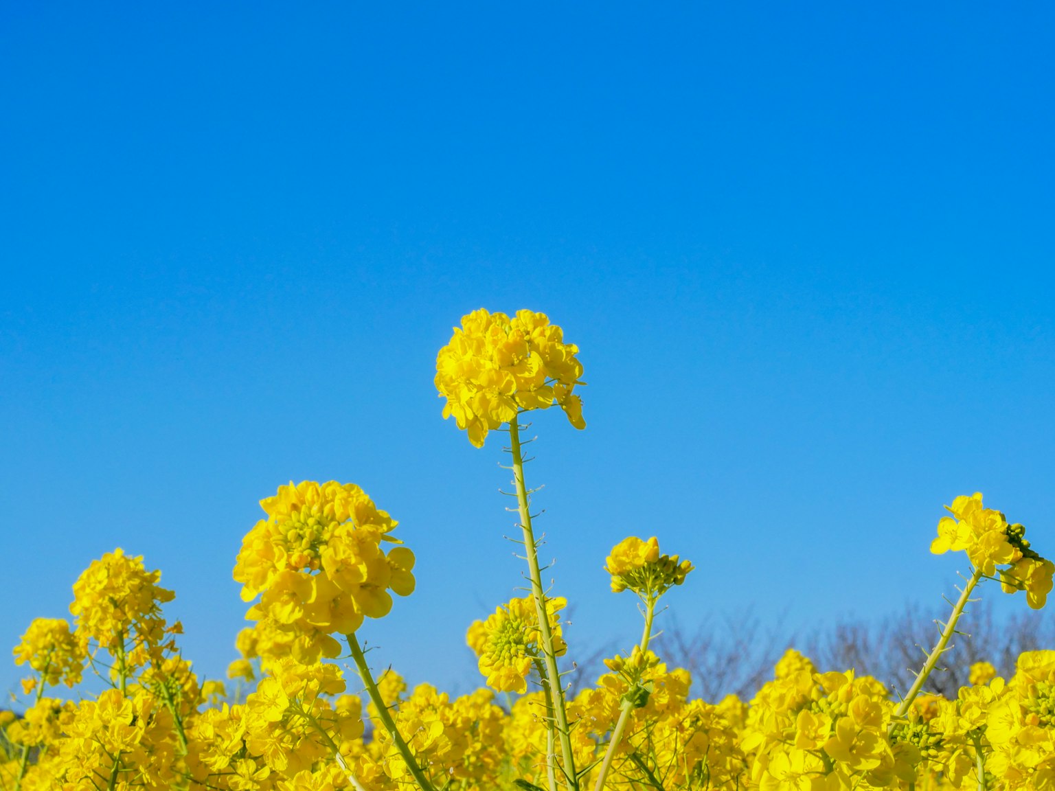Campo di fiori gialli sotto un cielo blu