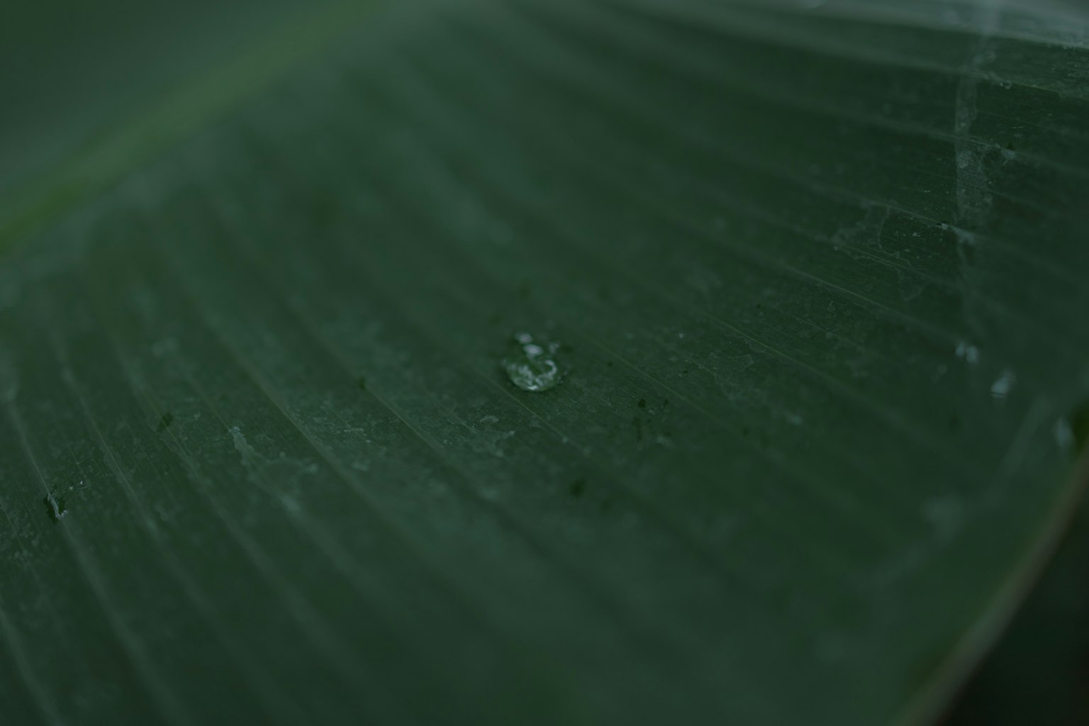 綠色葉子上的水滴特寫