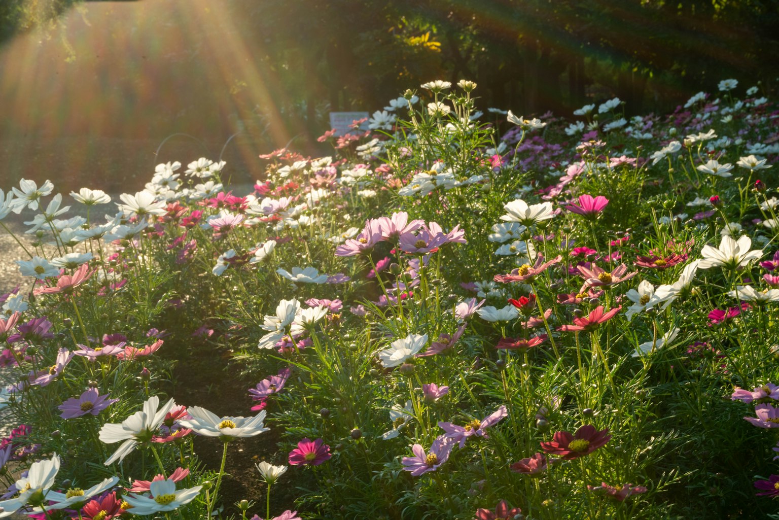 Fleurs colorées en fleurs dans un jardin Lumière du soleil filtrant à travers