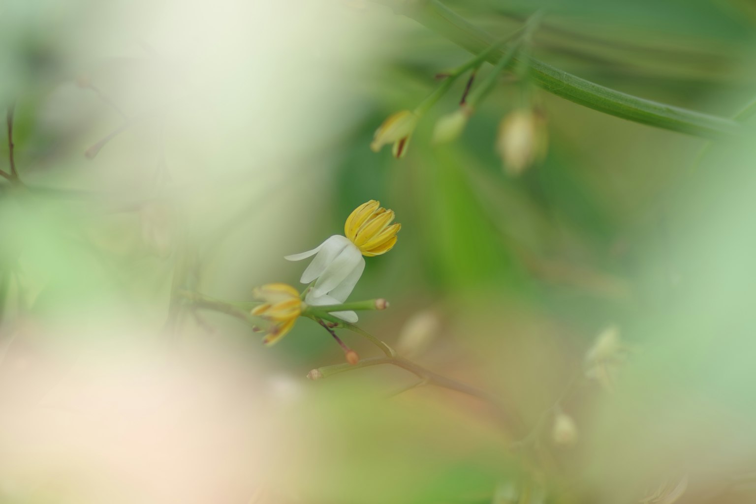 ภาพที่เบลอแสดงให้เห็นดอกไม้สีขาวและสีเหลืองในพื้นหลังที่เบลอ