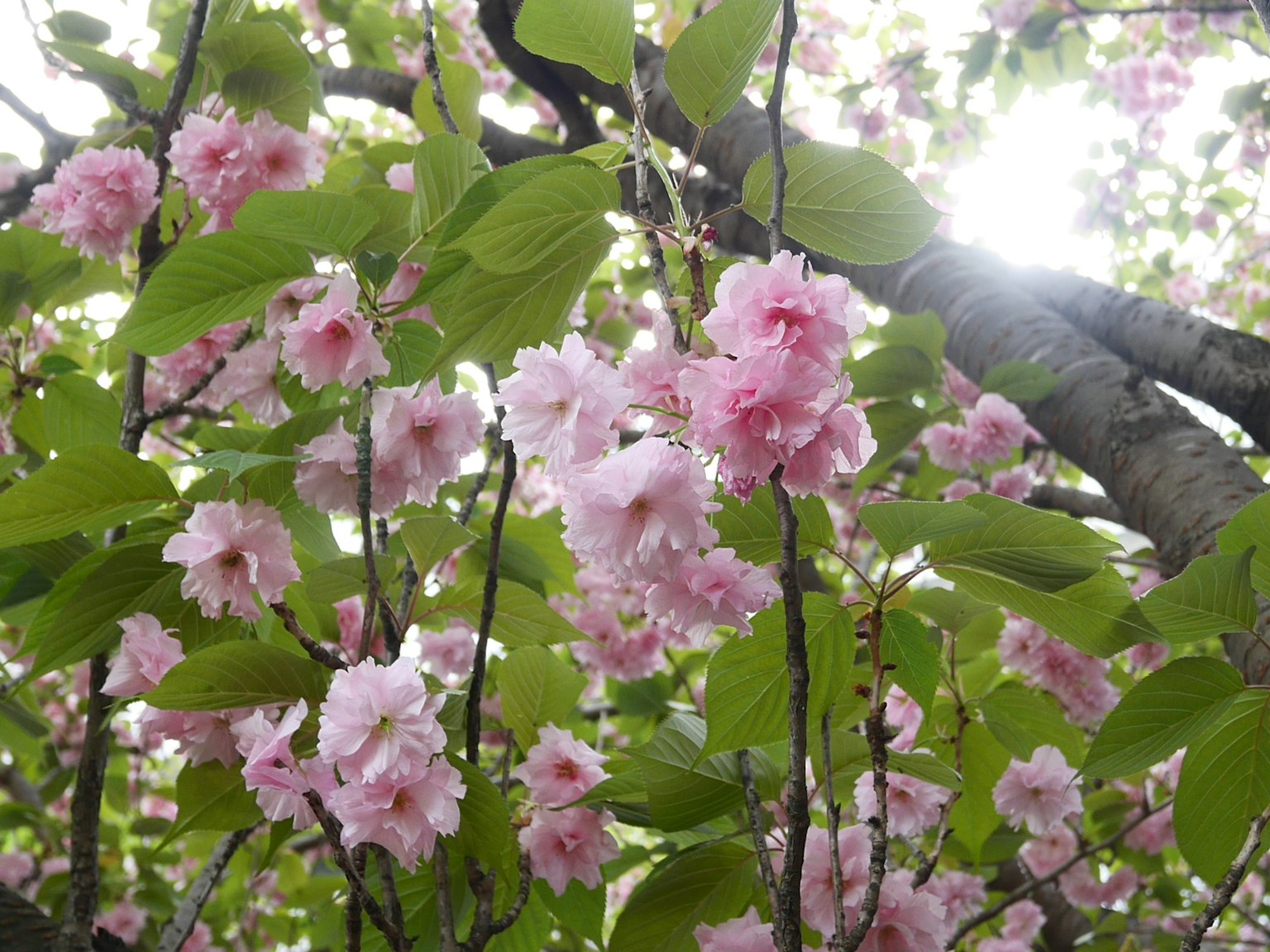 Close-up bunga sakura yang mekar di cabang yang dikelilingi daun hijau