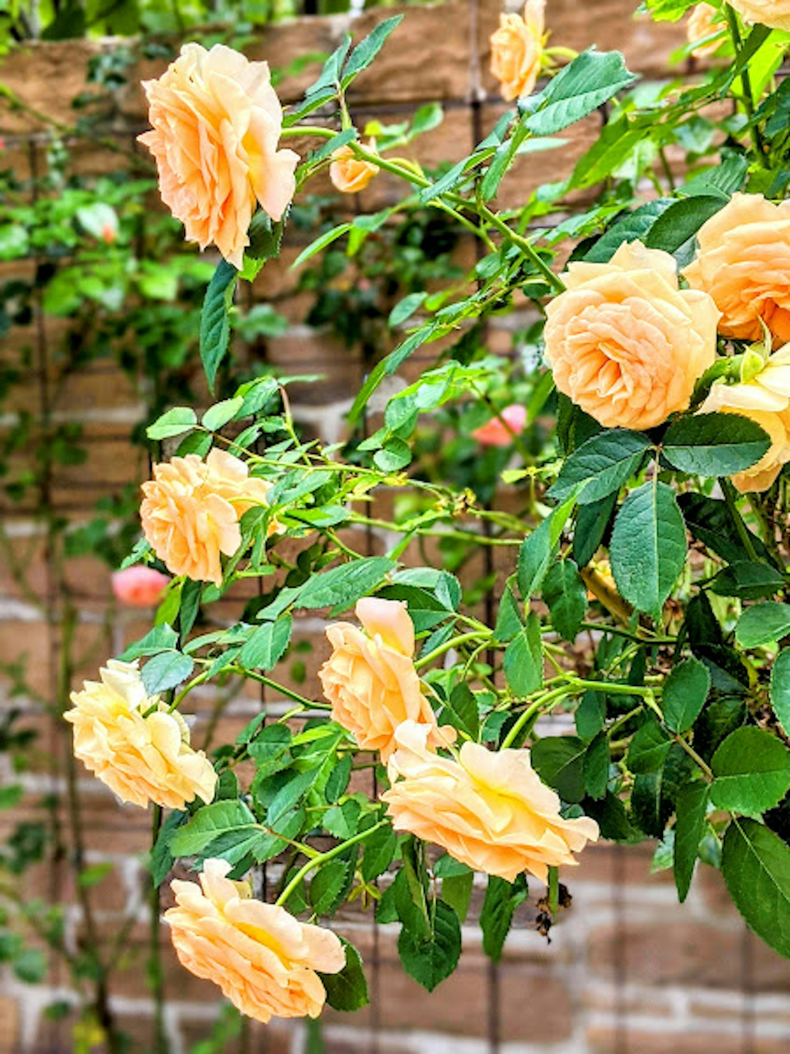 Rosas melocotón floreciendo entre hojas verdes exuberantes