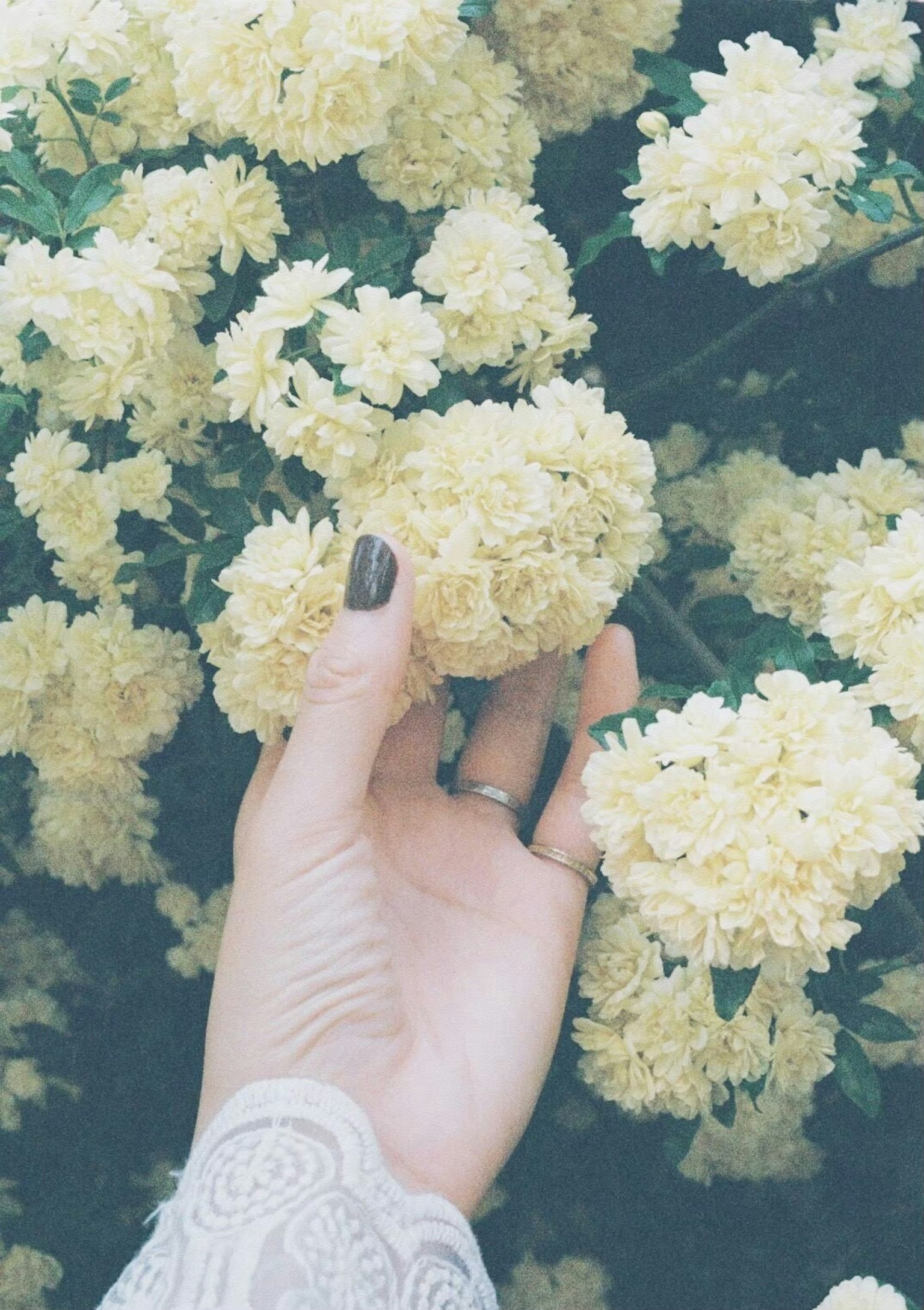 Một bàn tay nhẹ nhàng chạm vào những bông hoa vàng