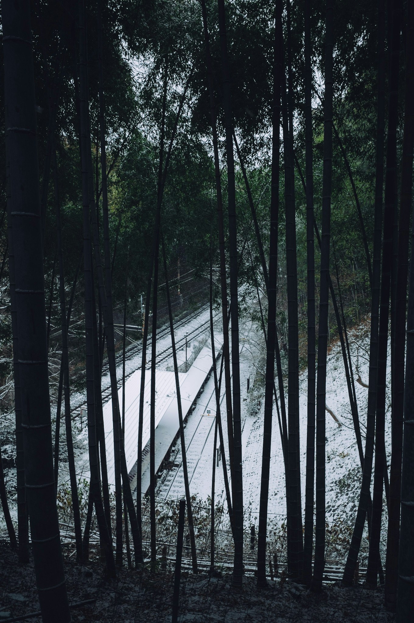 竹林の中を流れる川と霧のある小道