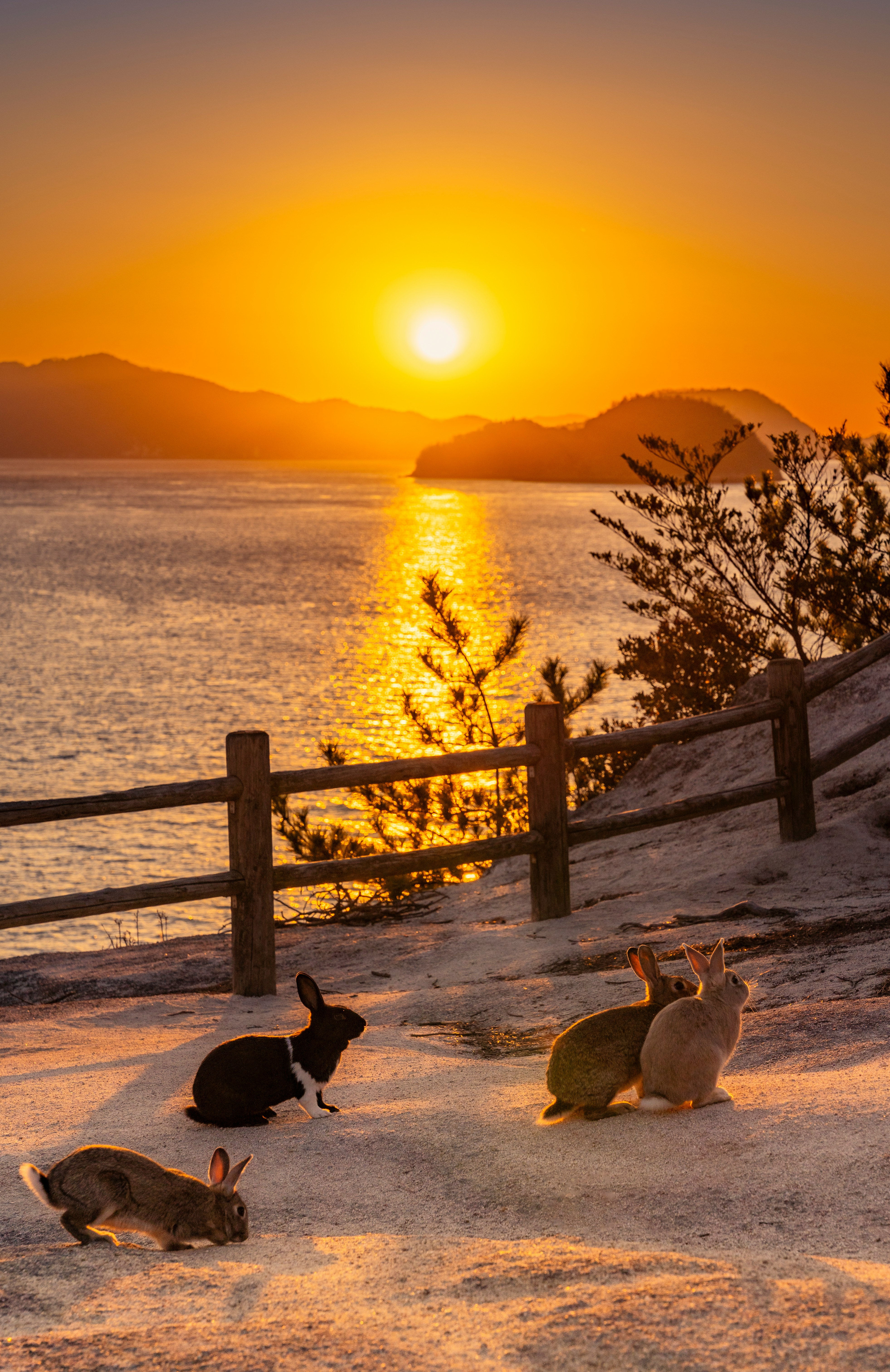 大久野島の夕陽を見つめるうさぎたちの海辺の景色