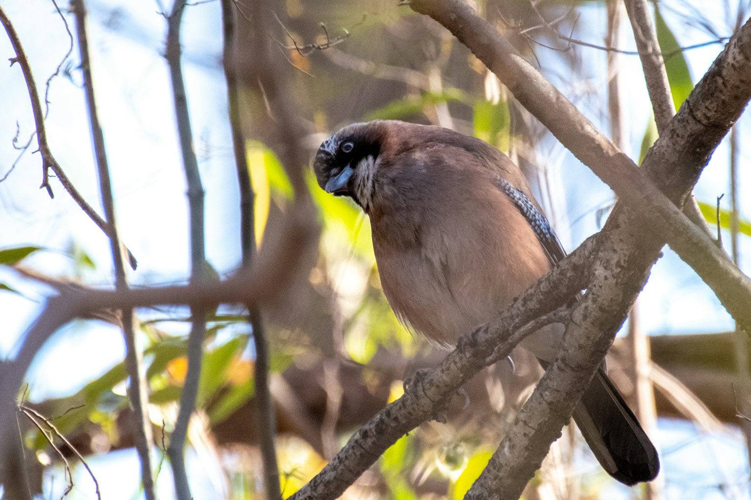Vogel, der auf einem Ast sitzt, mit braunen und schwarzen Federn