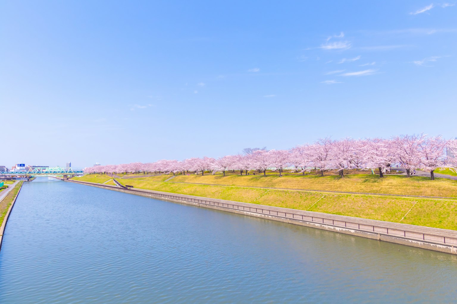 Vista panoramica di alberi di ciliegio lungo un fiume