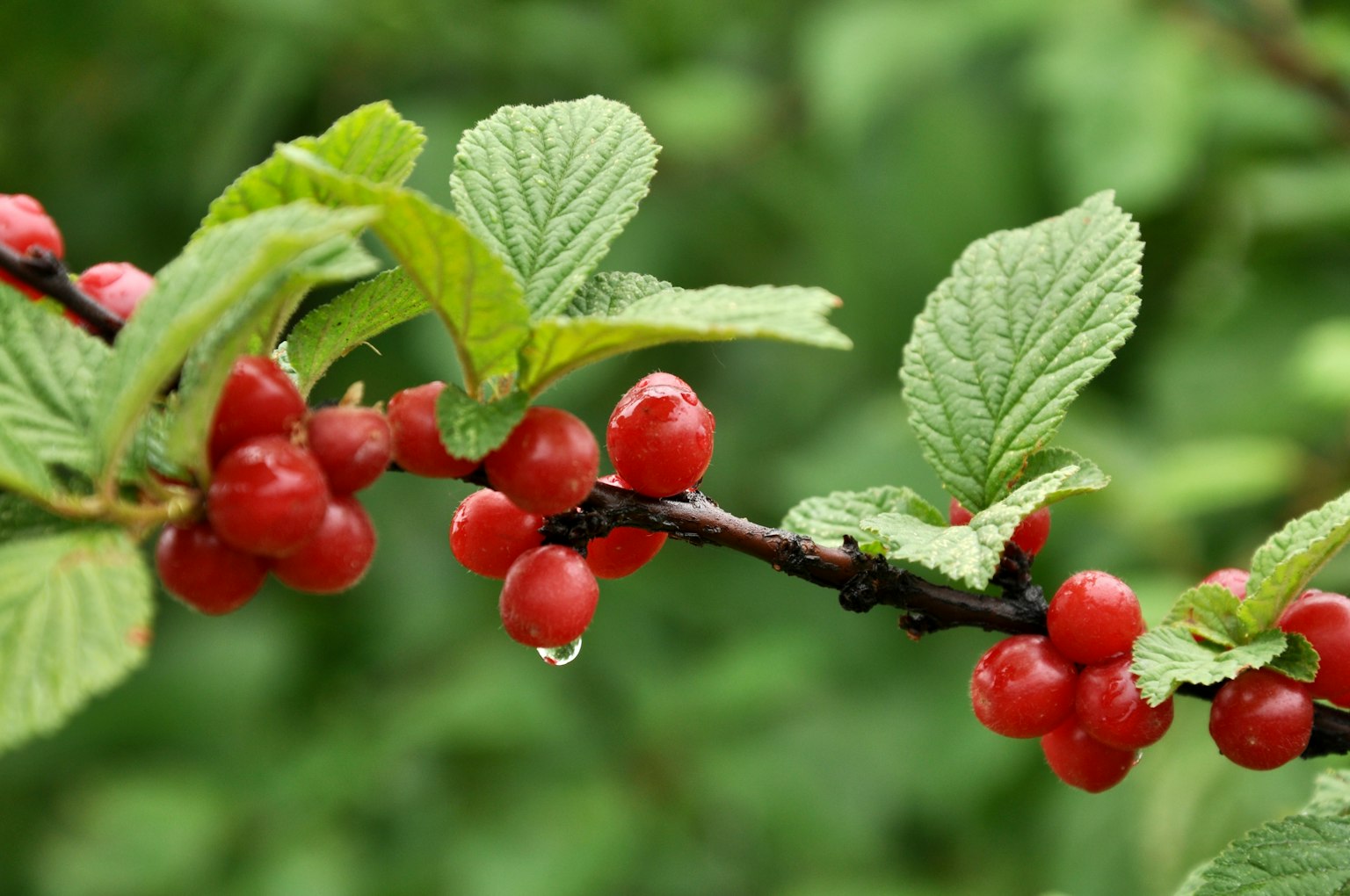 Primo piano di un ramo con bacche rosse e foglie verdi