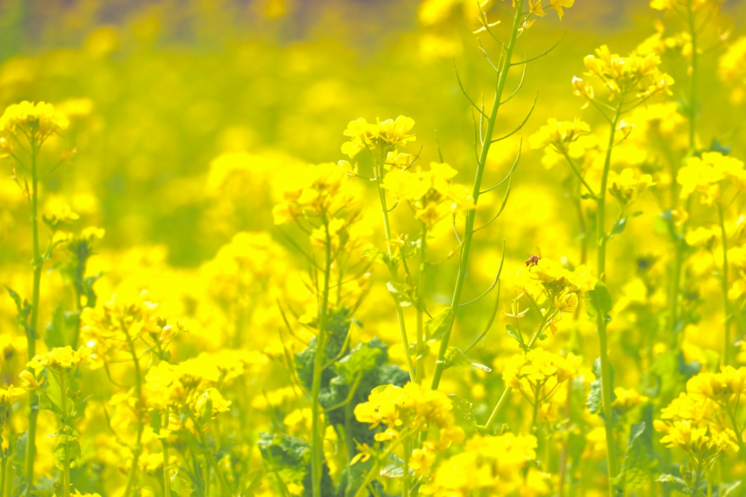 盛開的黃色花朵田野特寫