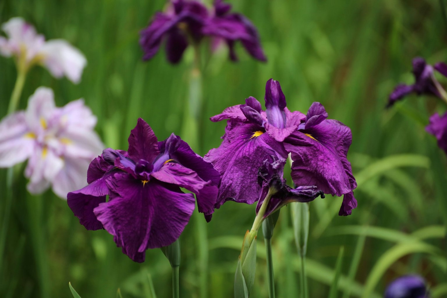 Lila Irisblumen blühen zwischen grünem Gras
