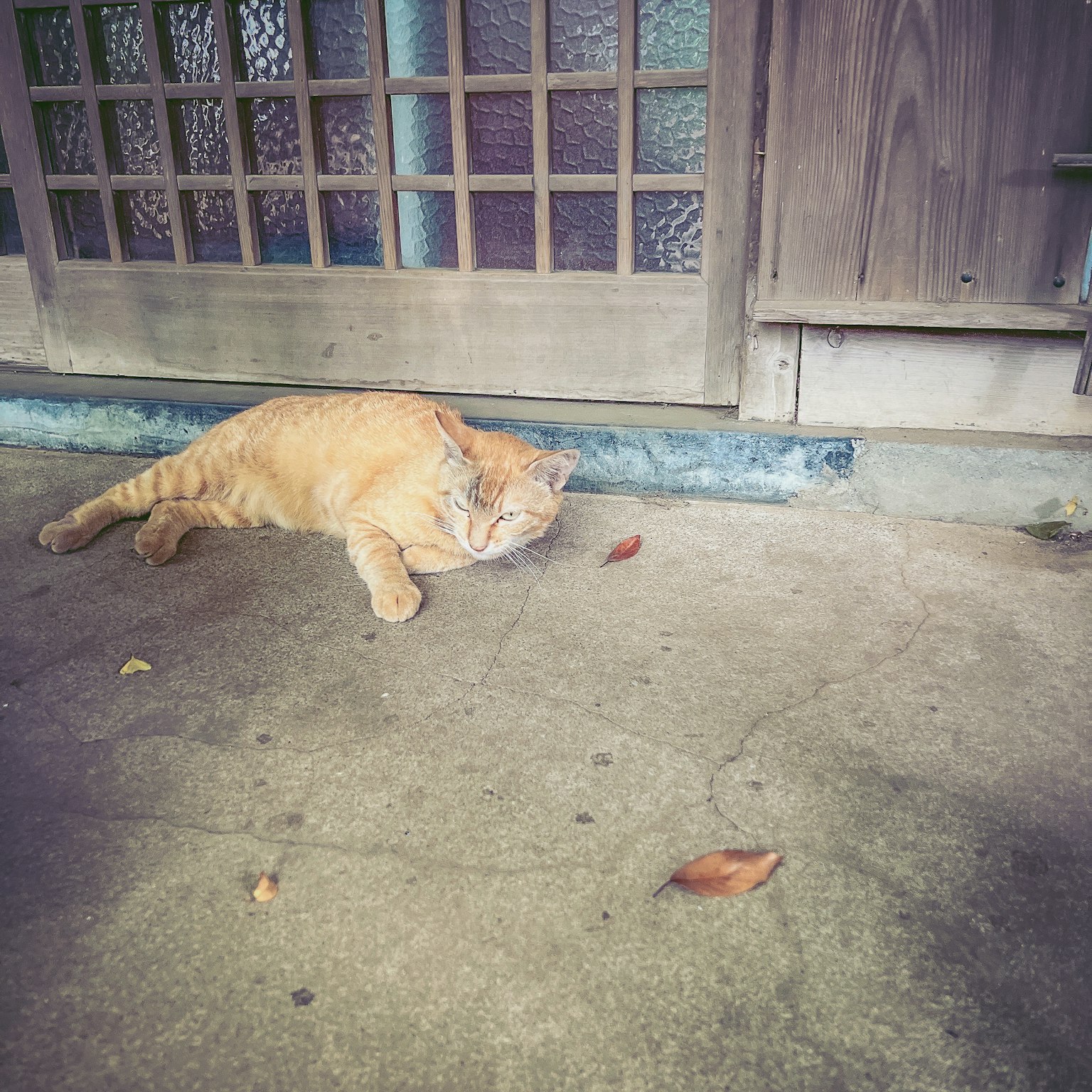 Eine orangefarbene Katze liegt auf dem Boden vor einer alten Holztür