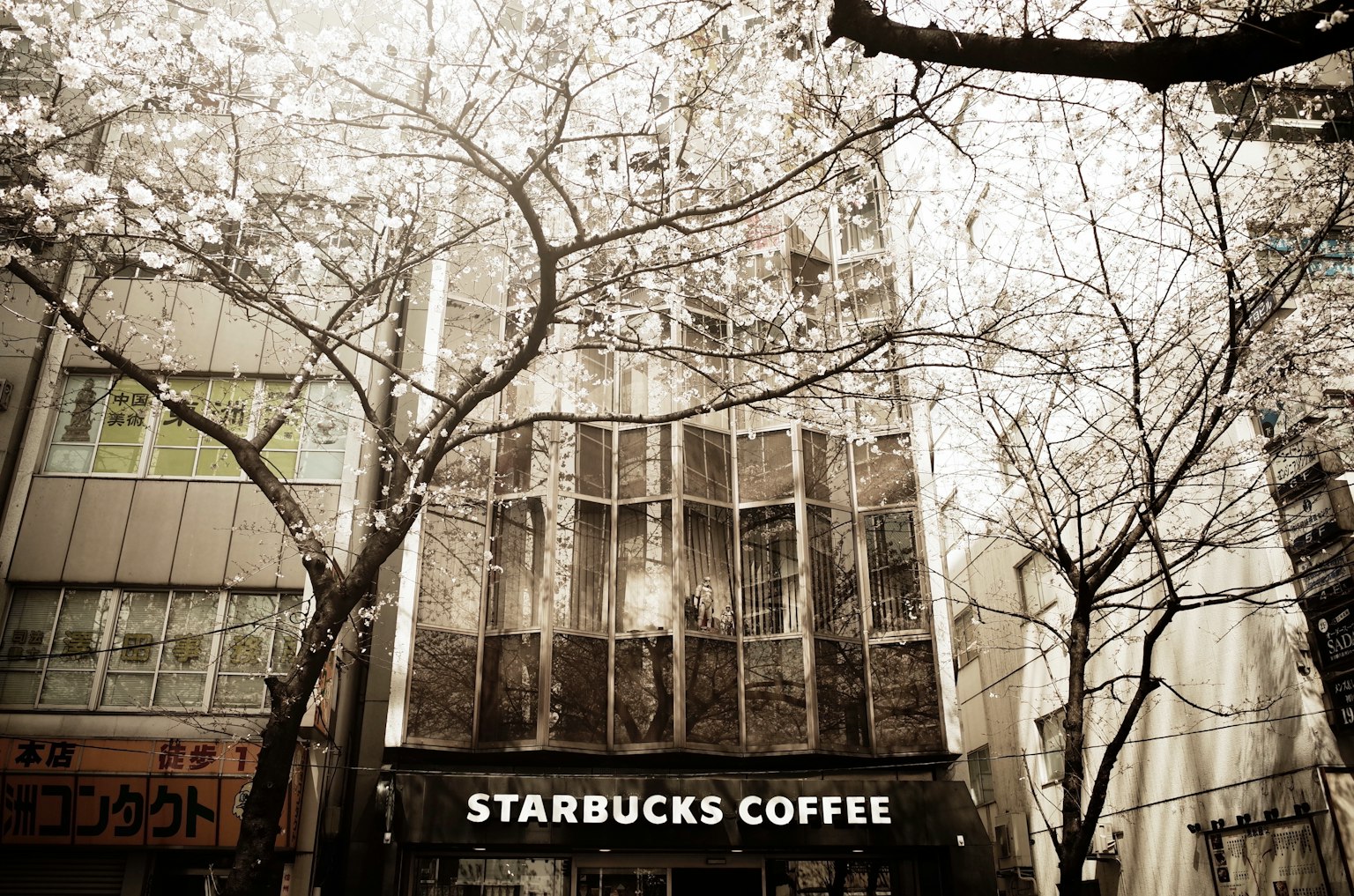 ร้าน Starbucks Coffee ที่มุมถนนพร้อมดอกซากุระ