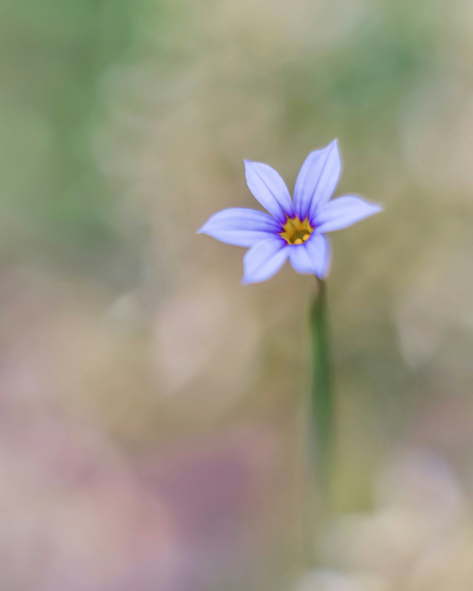 Une petite fleur violette pâle avec un centre jaune sur un fond flou doux