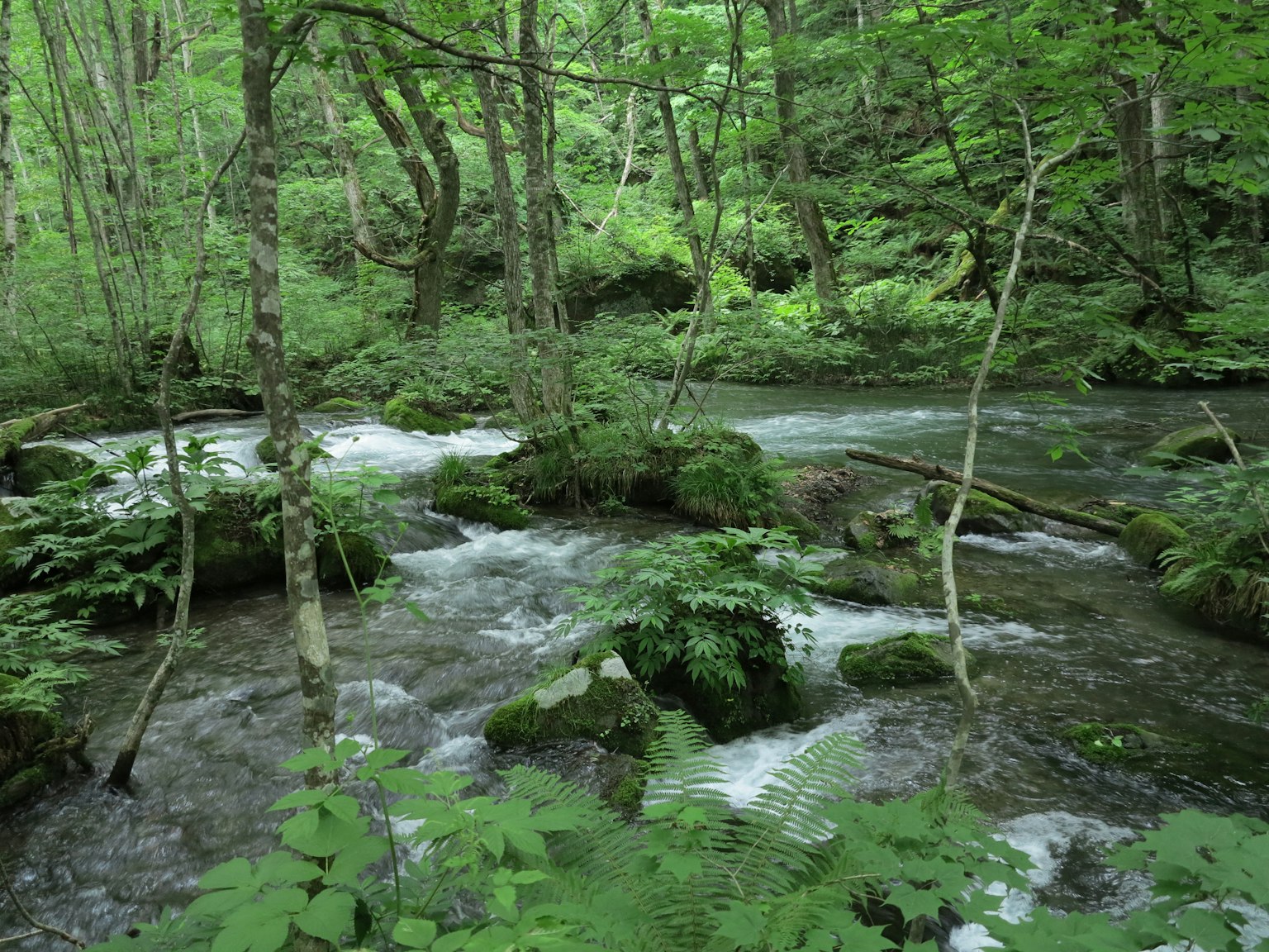 Ein ruhiger Bach, der durch einen üppigen grünen Wald fließt
