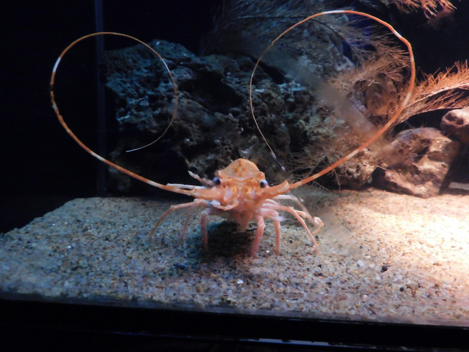 Un gambero in un acquario che riposa sulla sabbia