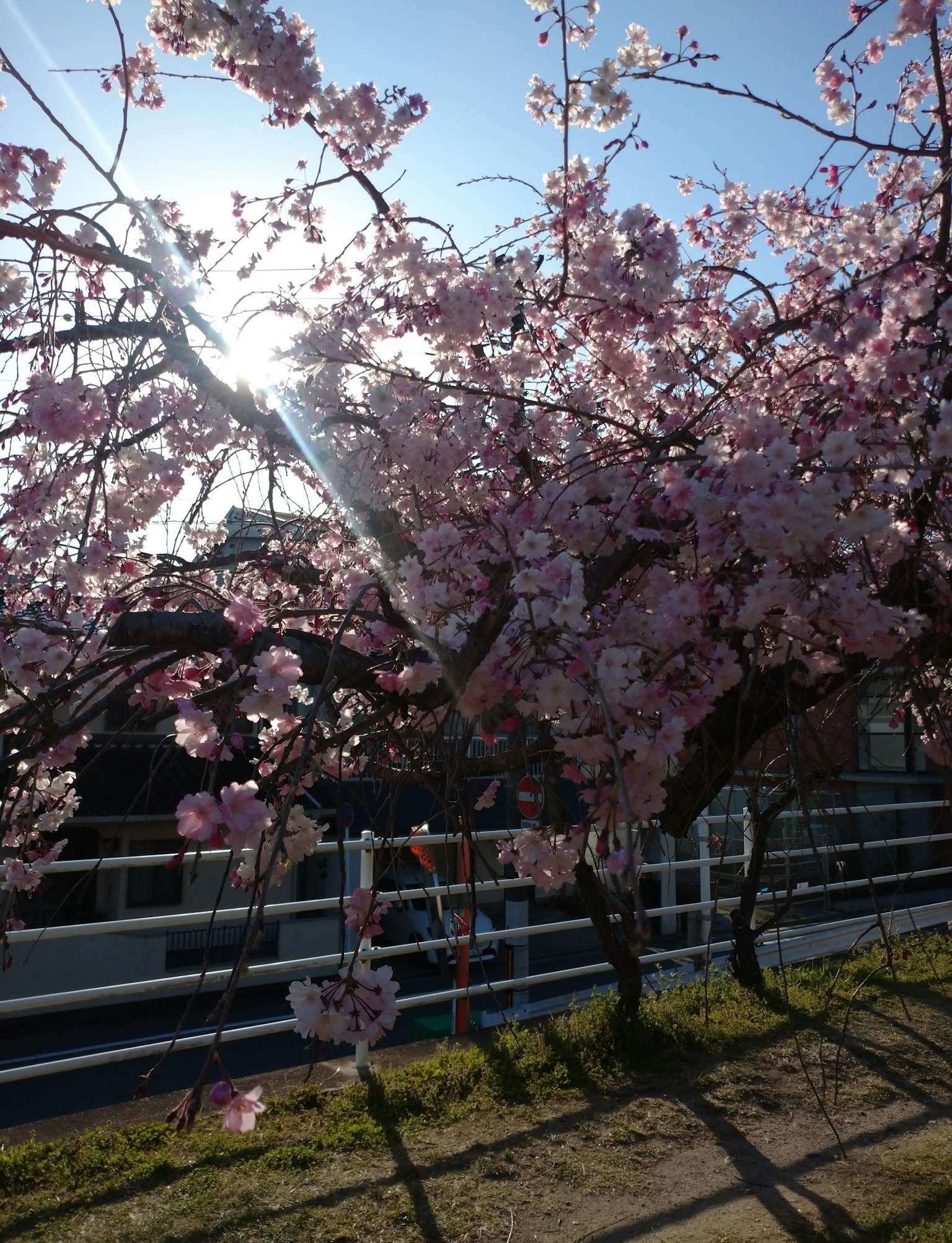Ramas de cerezo en flor con flores rosas y luz del sol de fondo
