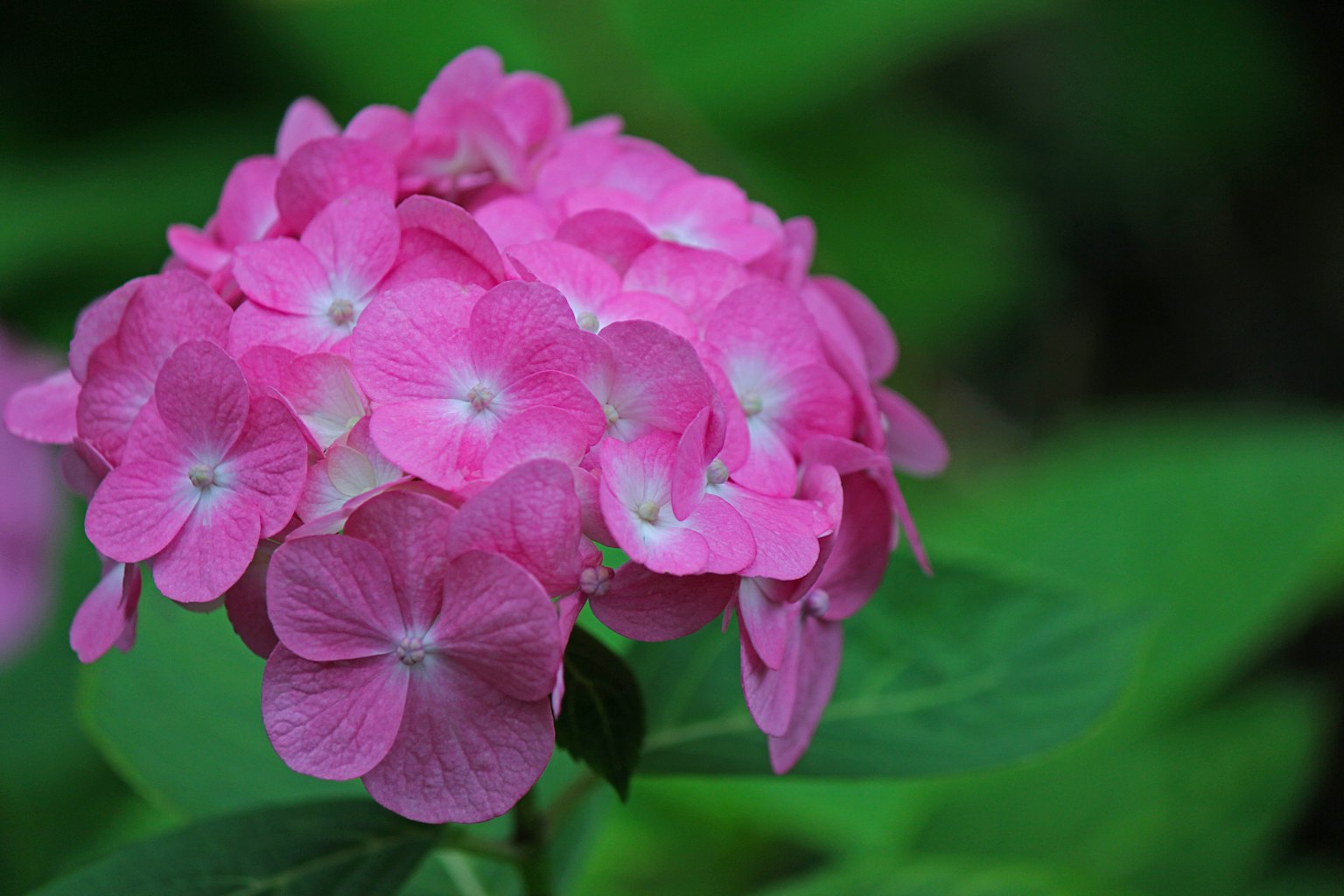 Vibrant pink hydrangea flowers surrounded by green leaves