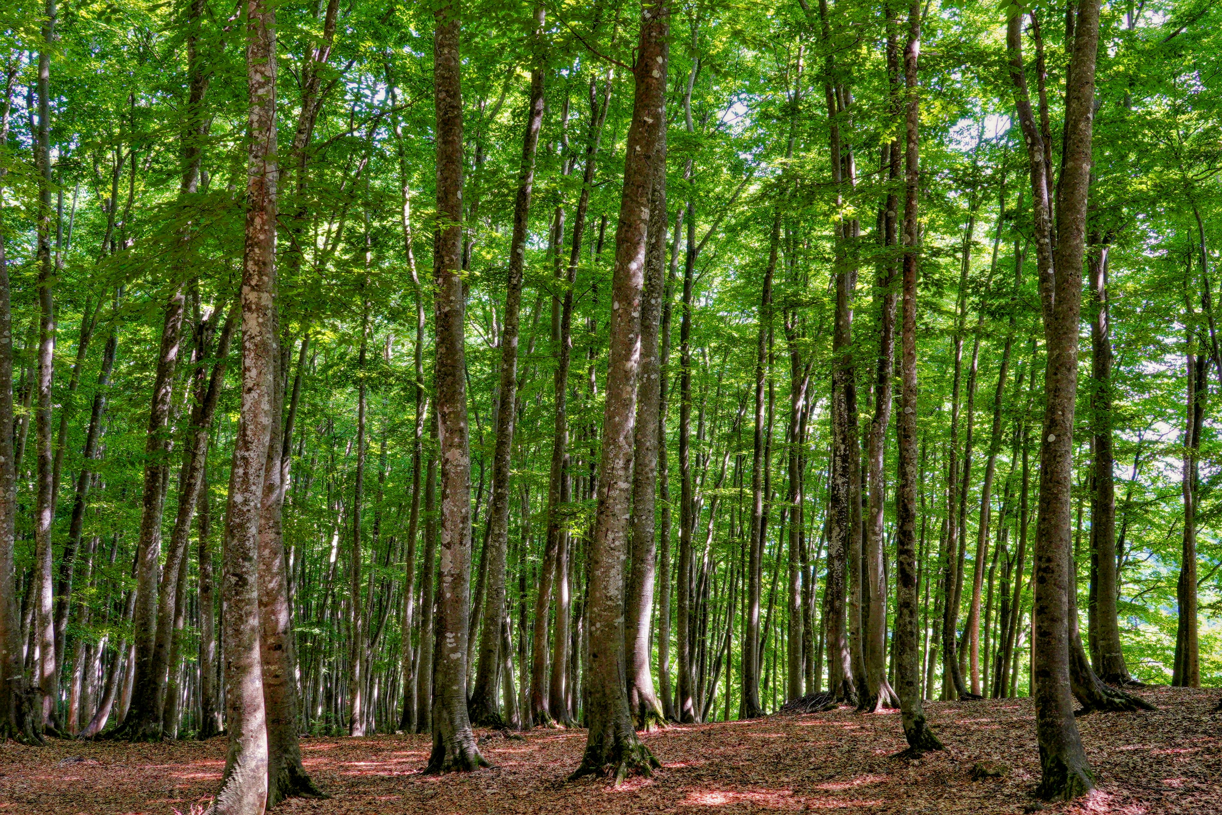suelo del bosque en un bosque verde exuberante con árboles altos