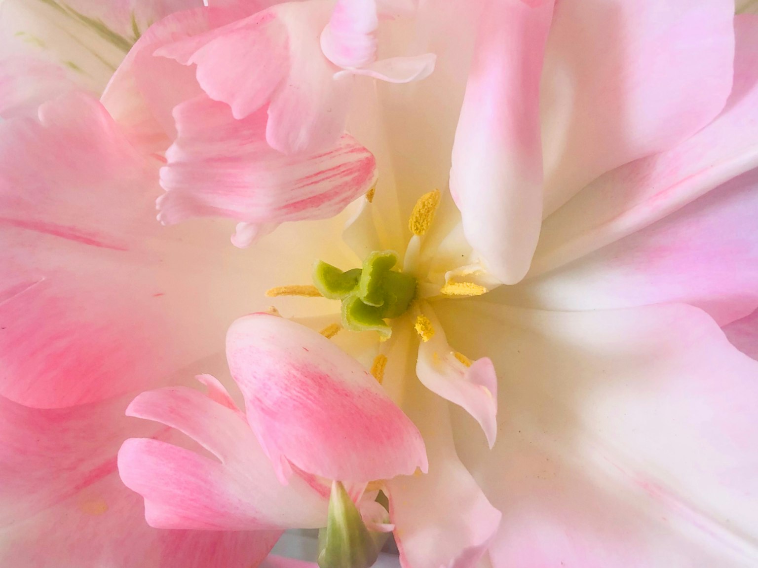 Cận cảnh cánh hoa tulip màu hồng và trắng