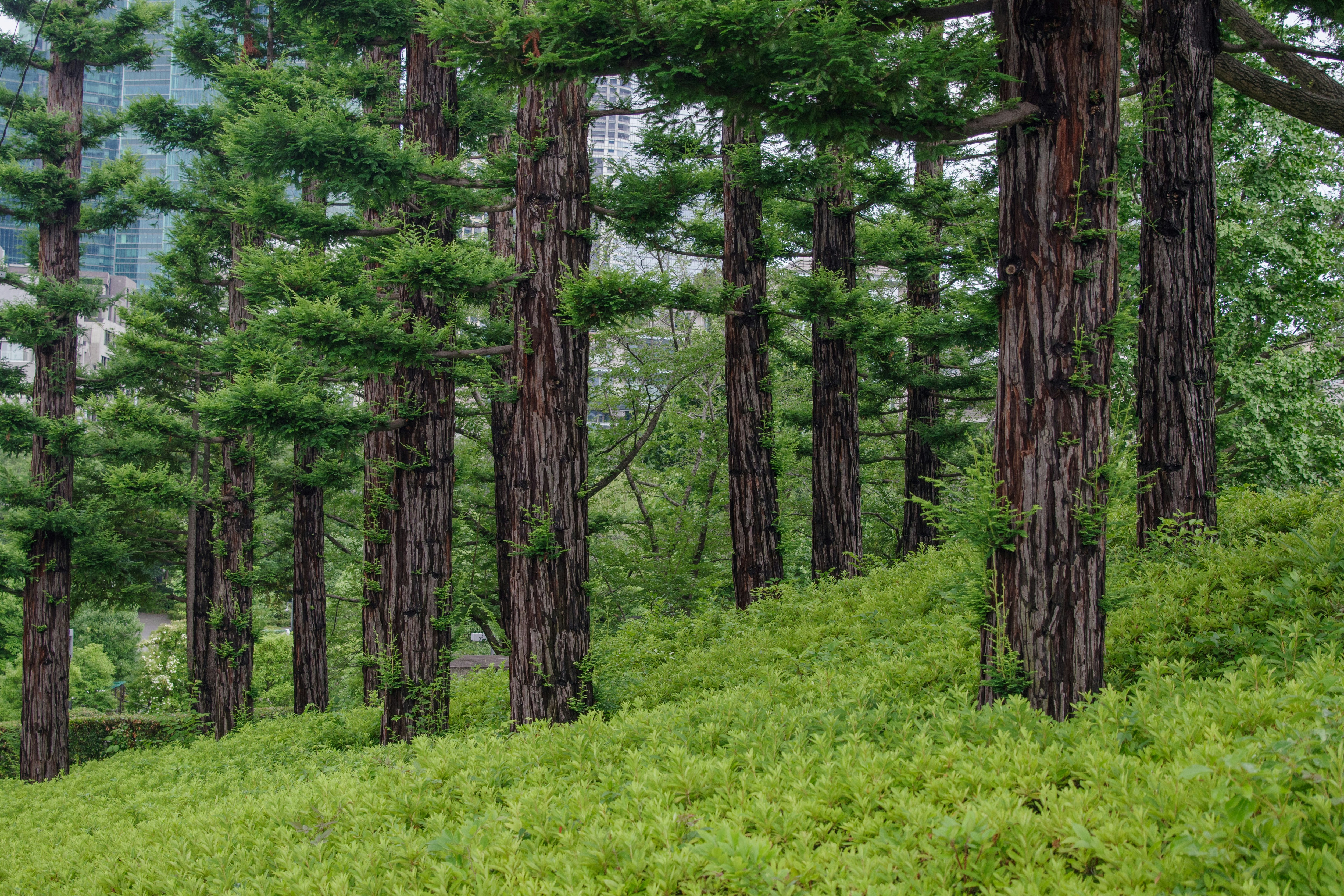 A forest scene with lush green grass and tall trees