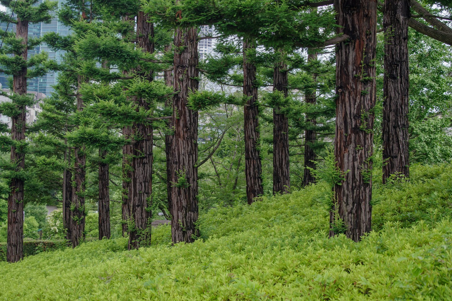 Alti alberi verdi che si ergono in un paesaggio forestale lussureggiante