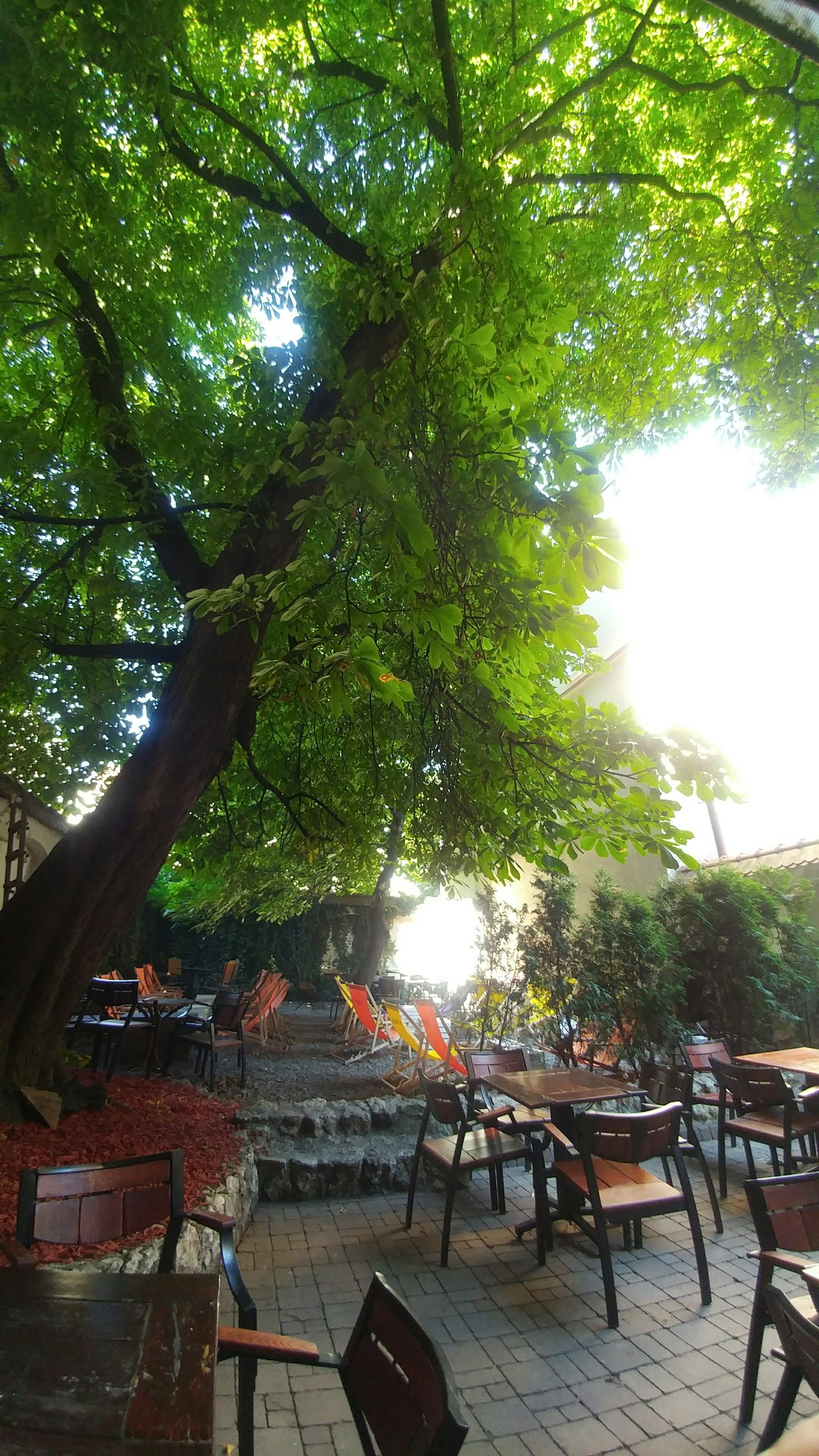 Une terrasse de café entourée d'arbres verdoyants avec la lumière du soleil qui pénètre