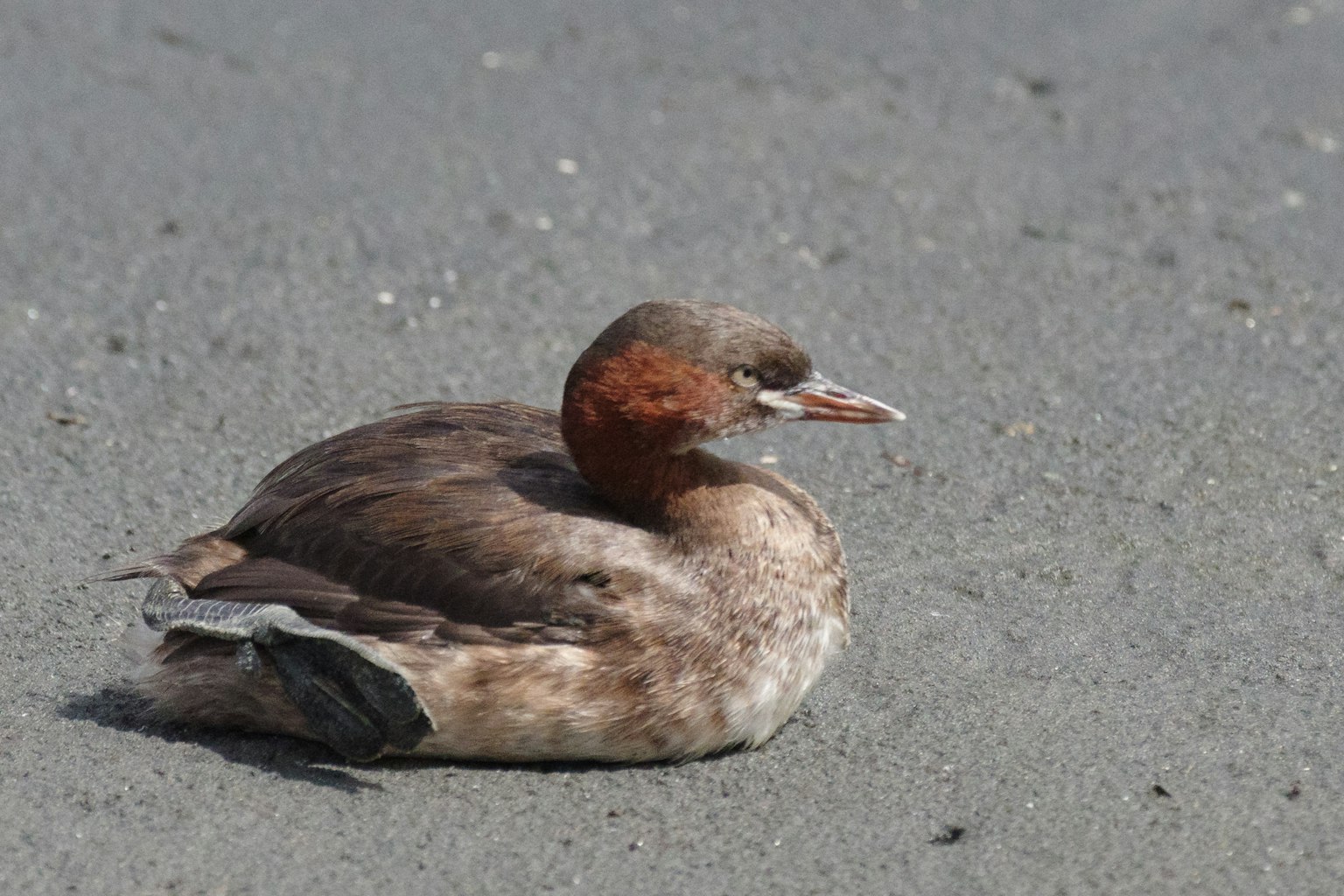 A brown bird resting on the sandy beach